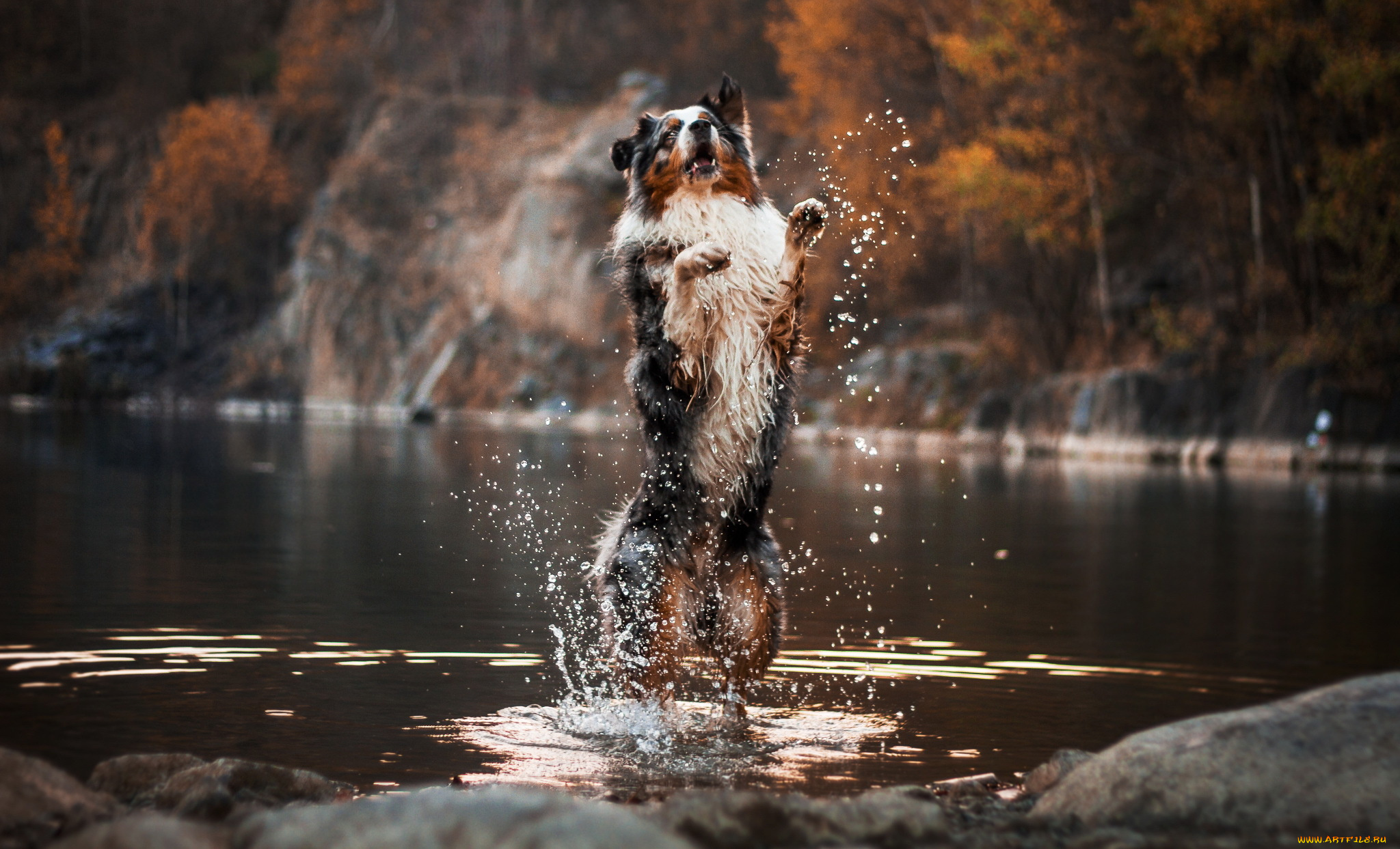 природа собака животное река скачать