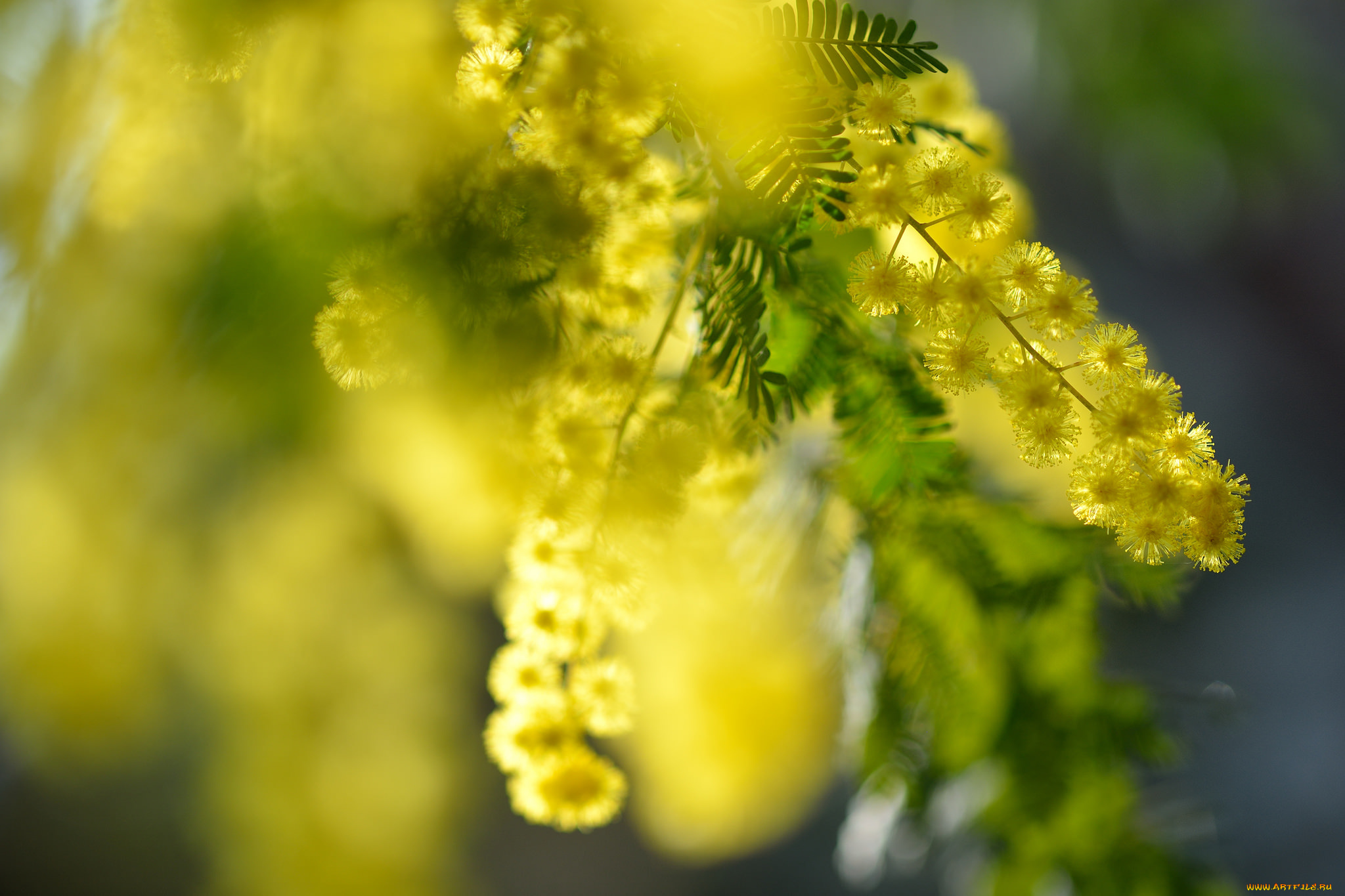 цветы, мимоза, желтый, пушистый, макро, весна