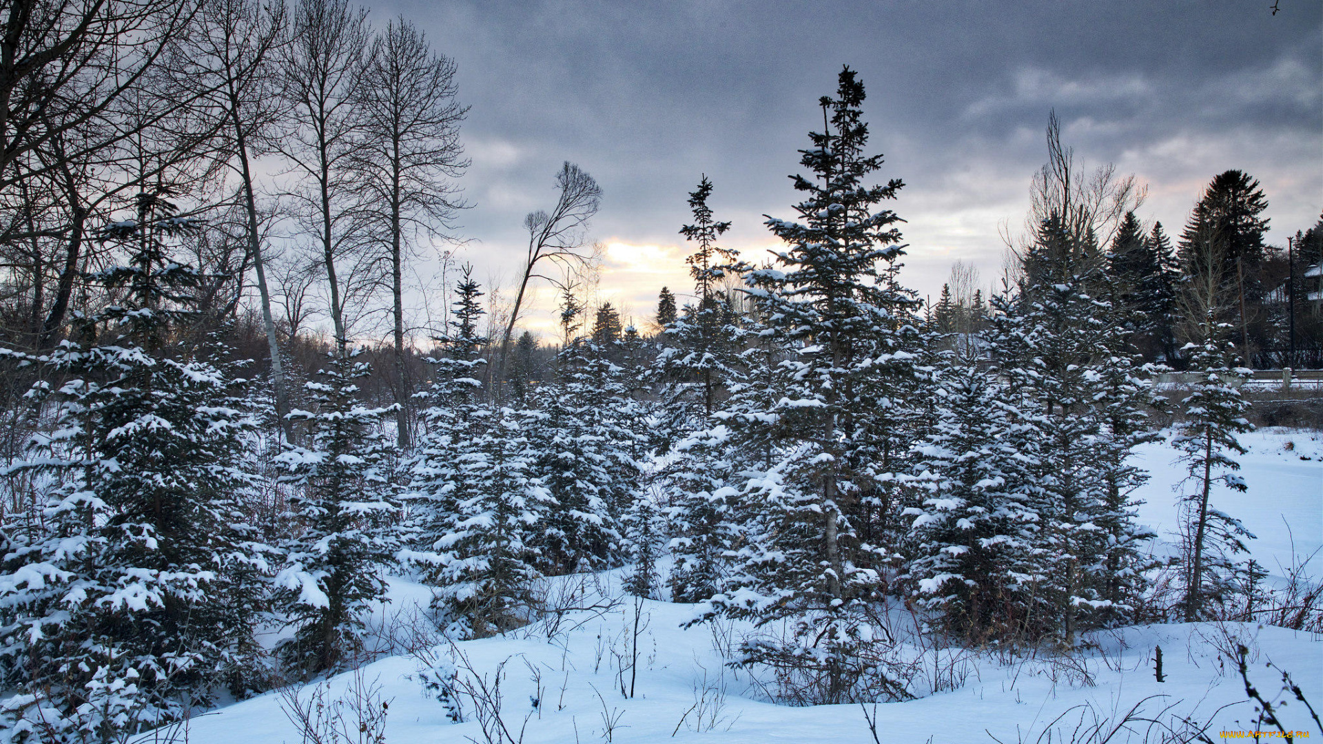природа, лес, зима, закат, деревья, калгари, канада