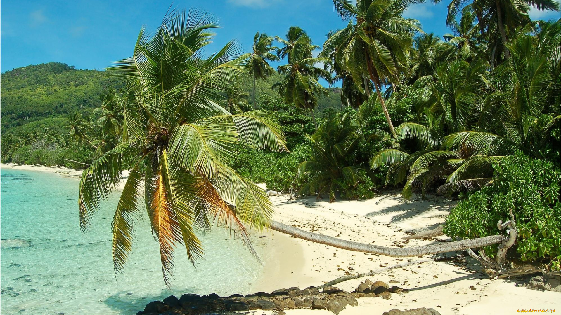 природа, тропики, море, берег, пальмы, сейшельские, острова, пляж