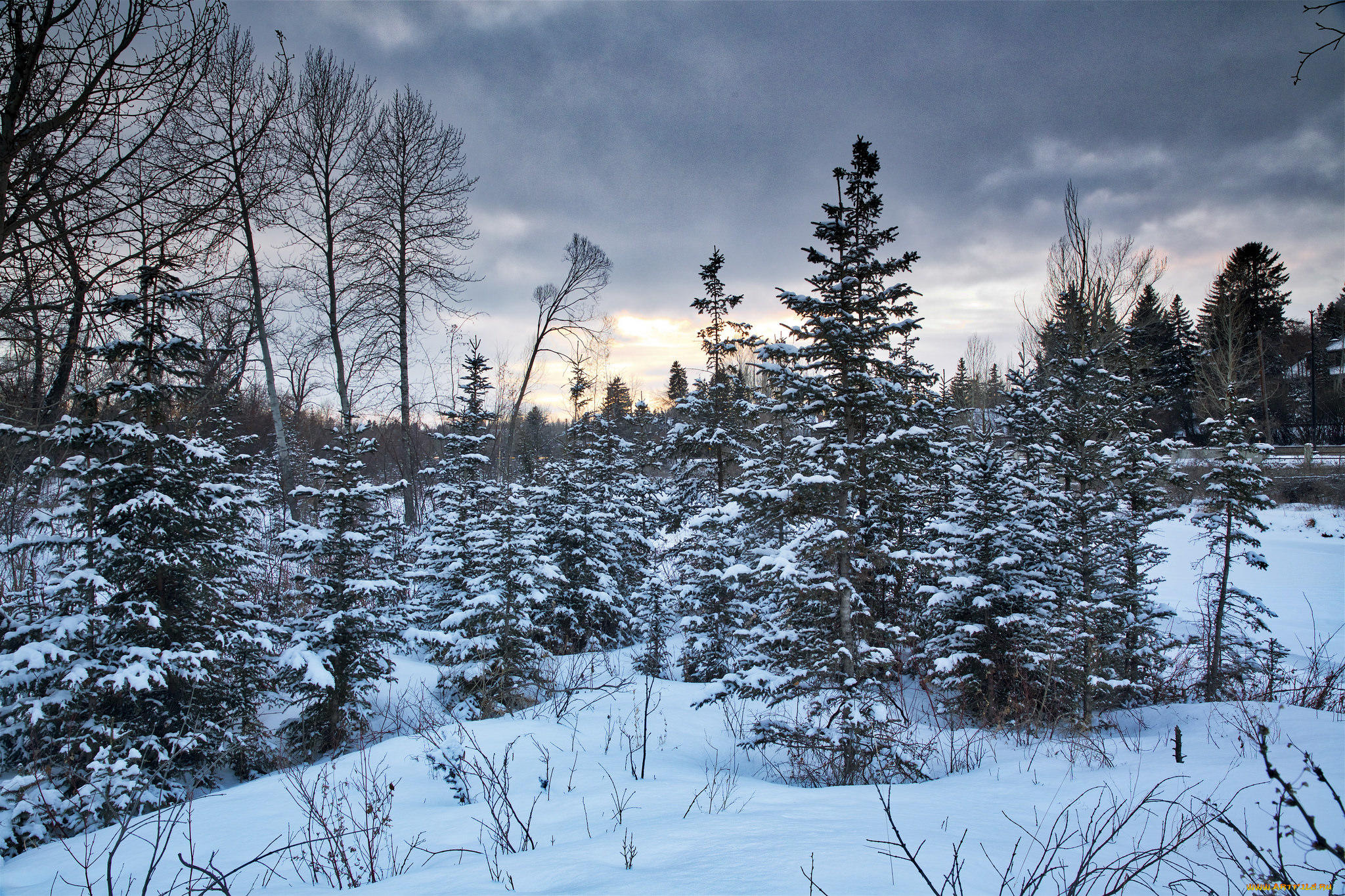 природа, лес, зима, закат, деревья, калгари, канада