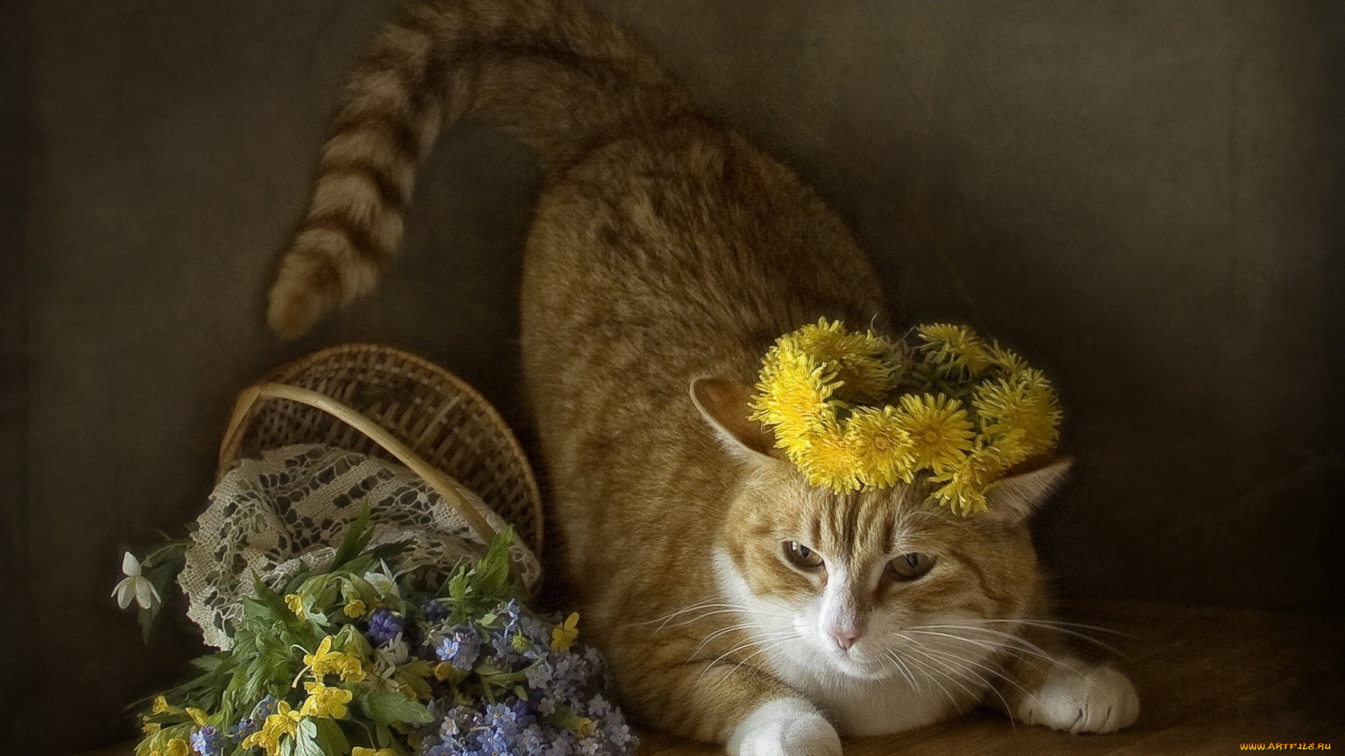 животные, коты, кошка, корзинка, весна, цветы, кот