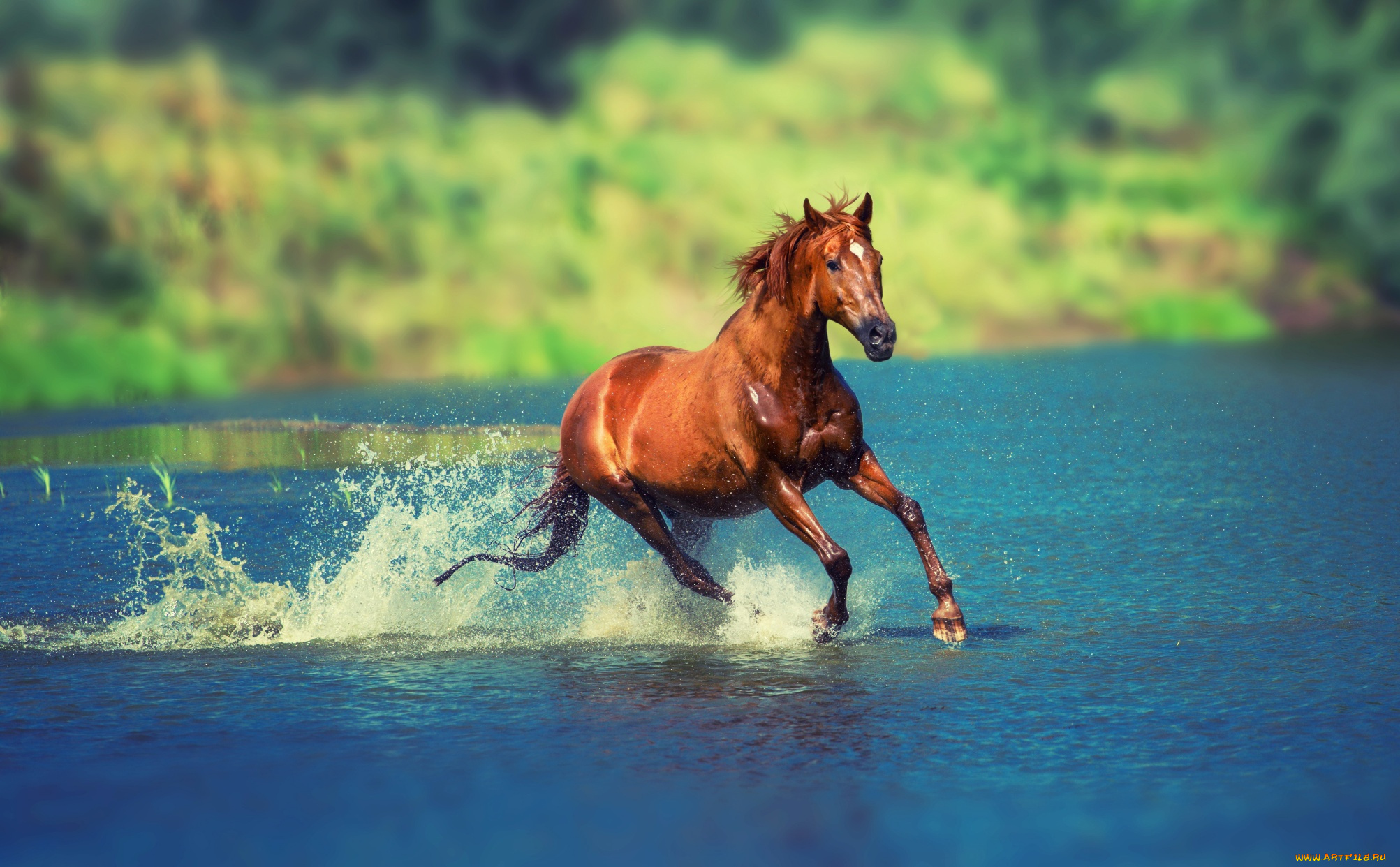 животные, лошади, озеро, конь, гнедой