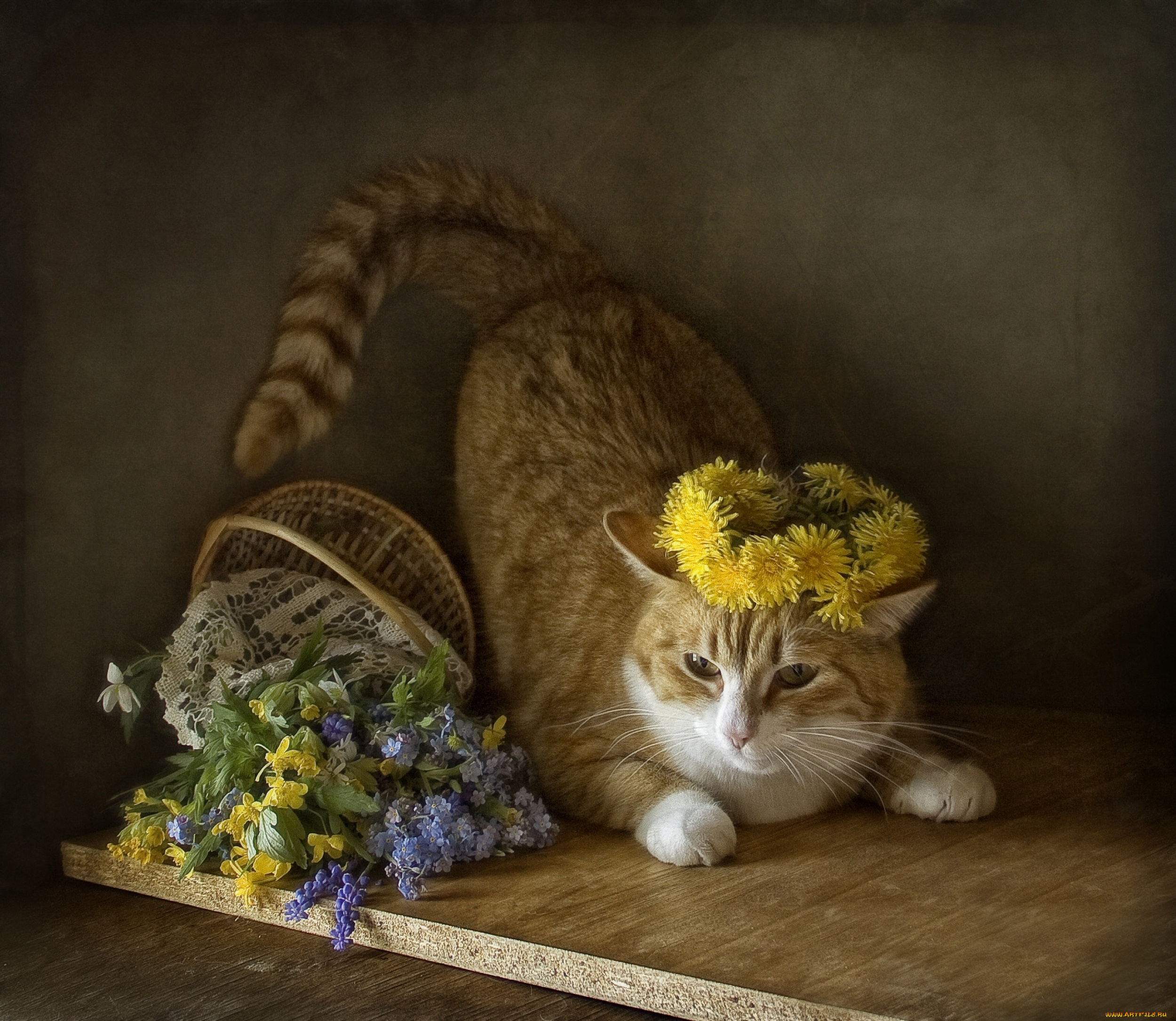 животные, коты, кошка, корзинка, весна, цветы, кот
