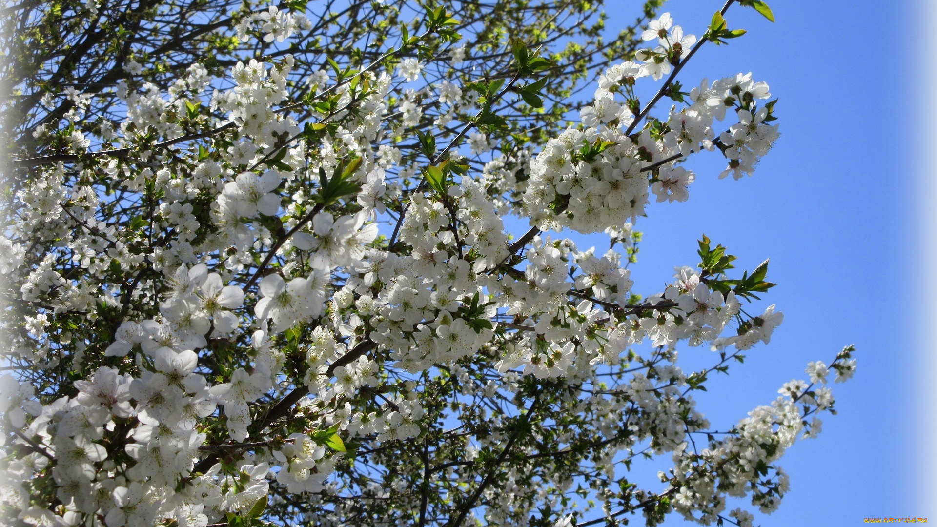 цветы, сакура, , вишня, весна, 2018, апрель