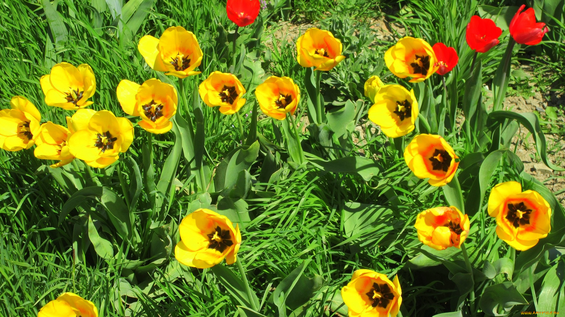 цветы, тюльпаны, весна, 2018, апрель