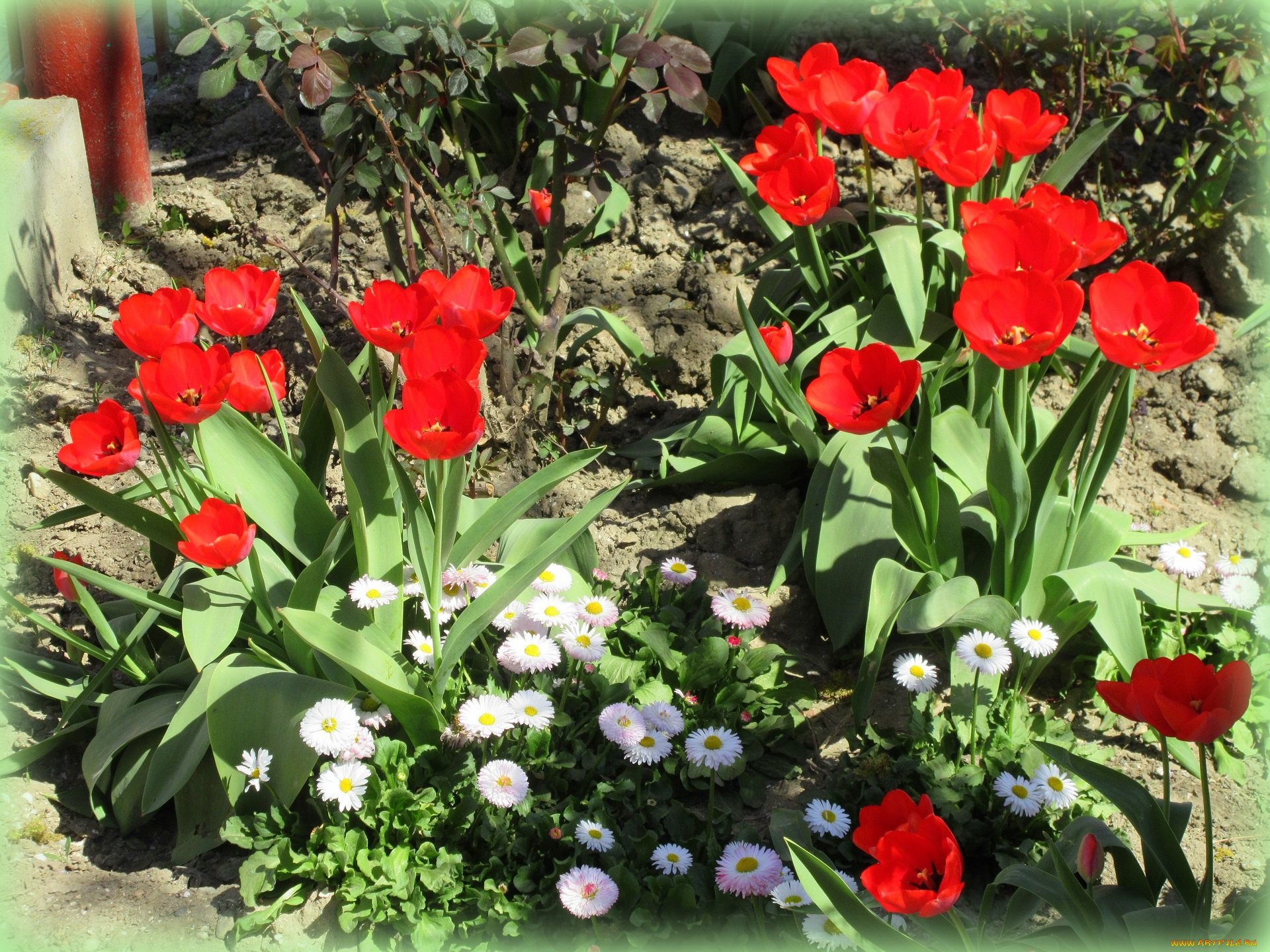 цветы, разные, вместе, весна, 2018, апрель