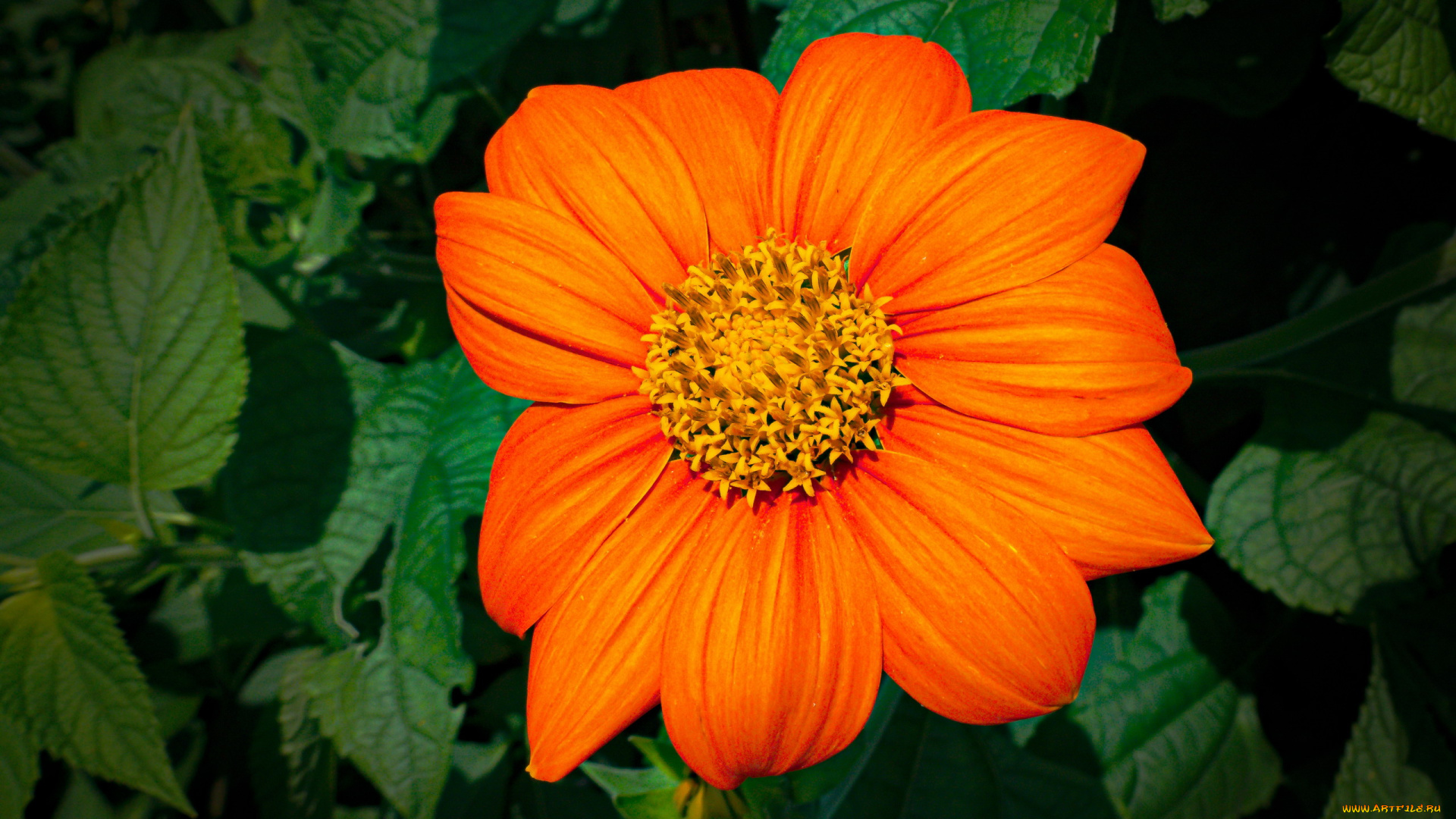 tithonia, цветы