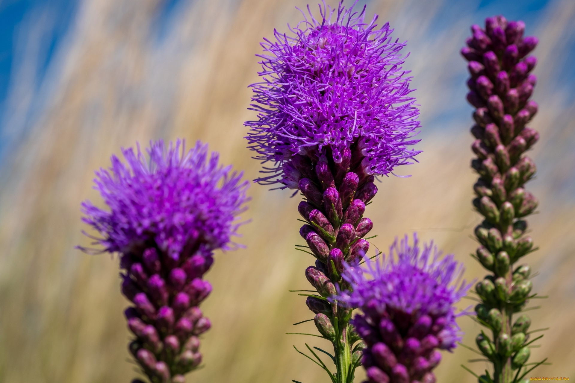 liatris, pycnostachya, цветы, liatris, pycnostachya