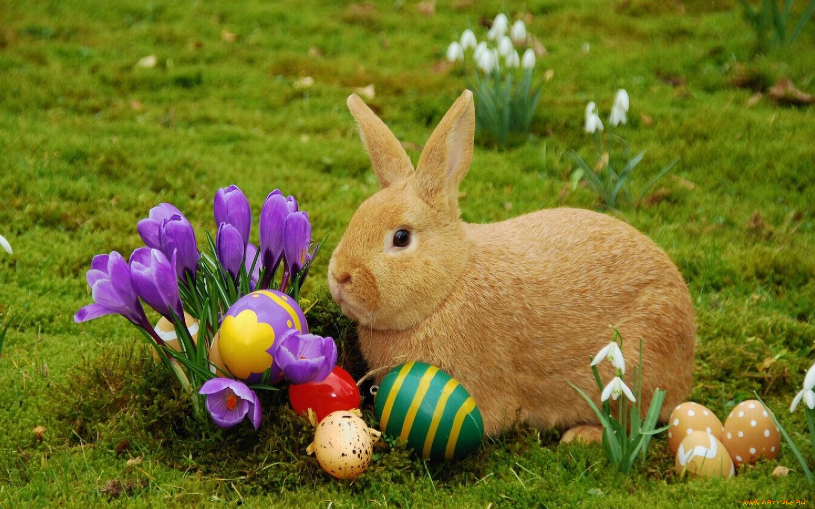 животные, кролики, зайцы, подснежники, кролик, крашенки, весна, пасхальные, яйца, крокусы, цветы, трава