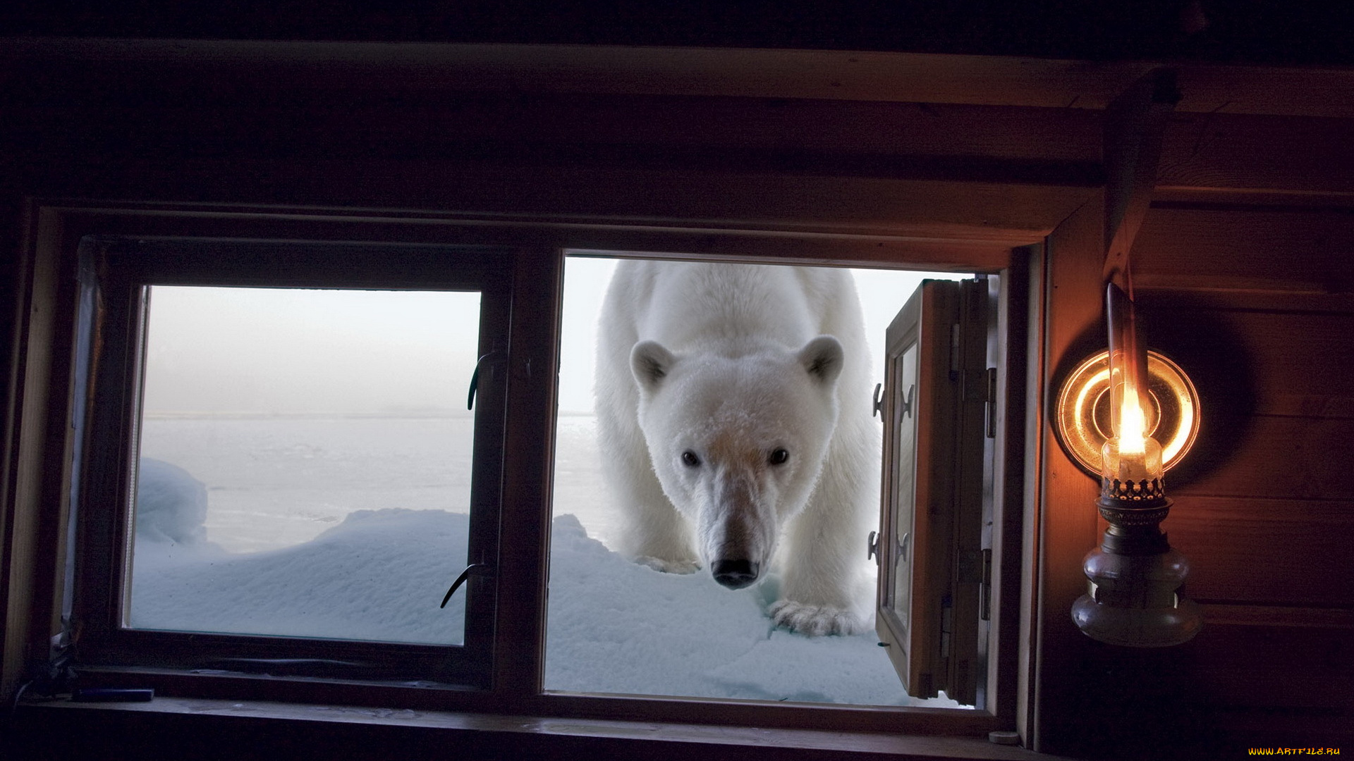 животные, медведи, арктика, лампа, окно, белый, медведь