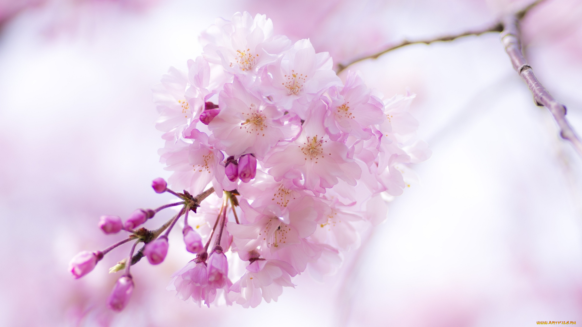 цветы, сакура, , вишня, ветка, розовый, весна