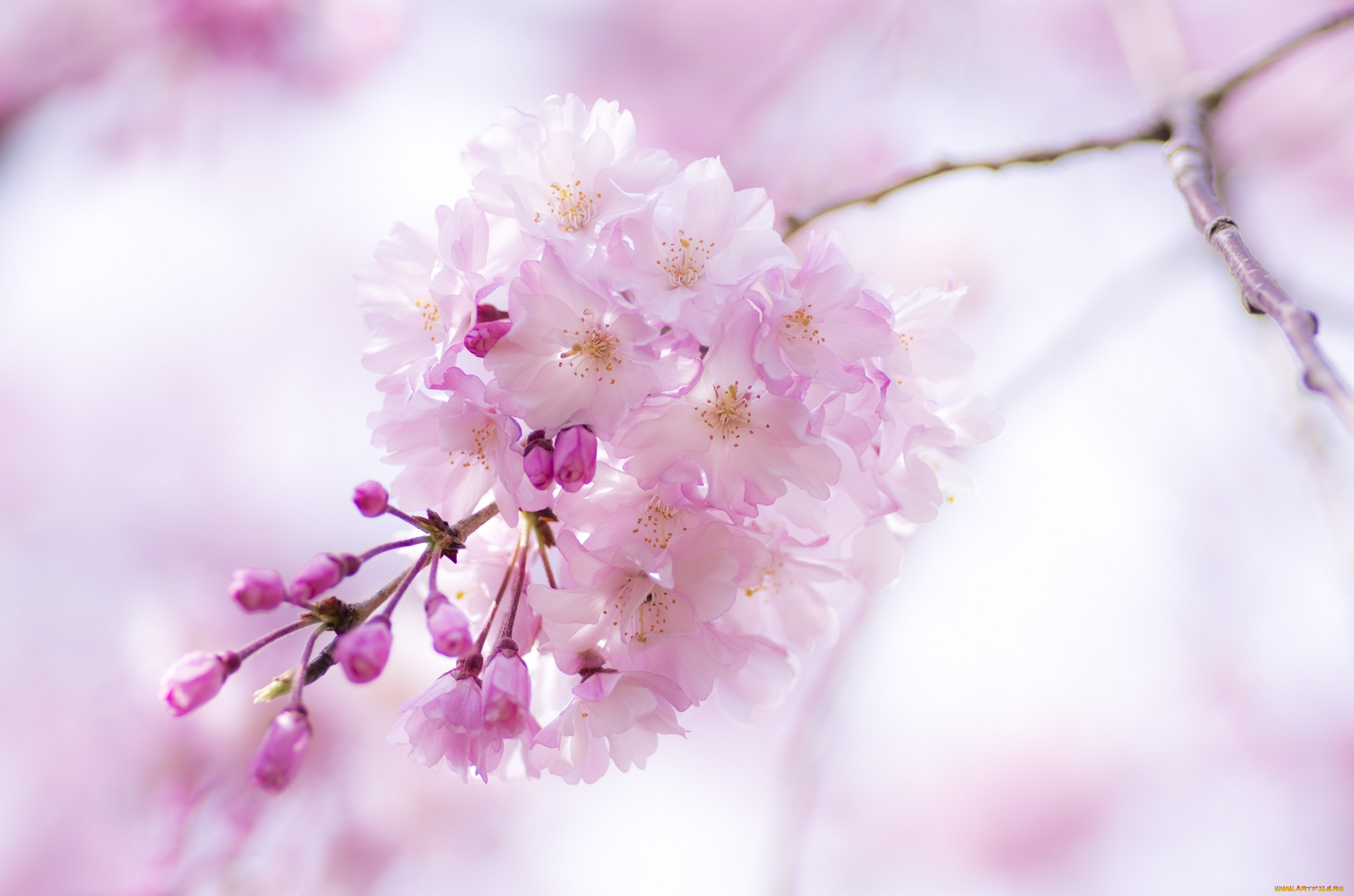 цветы, сакура, , вишня, ветка, розовый, весна