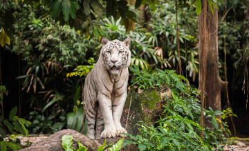 Картинка животные тигры белый