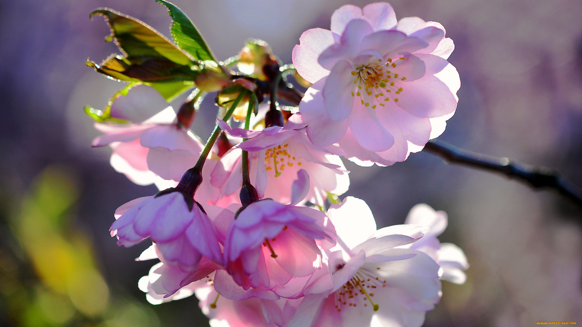 цветы, сакура, , вишня, макро, весна, розовые