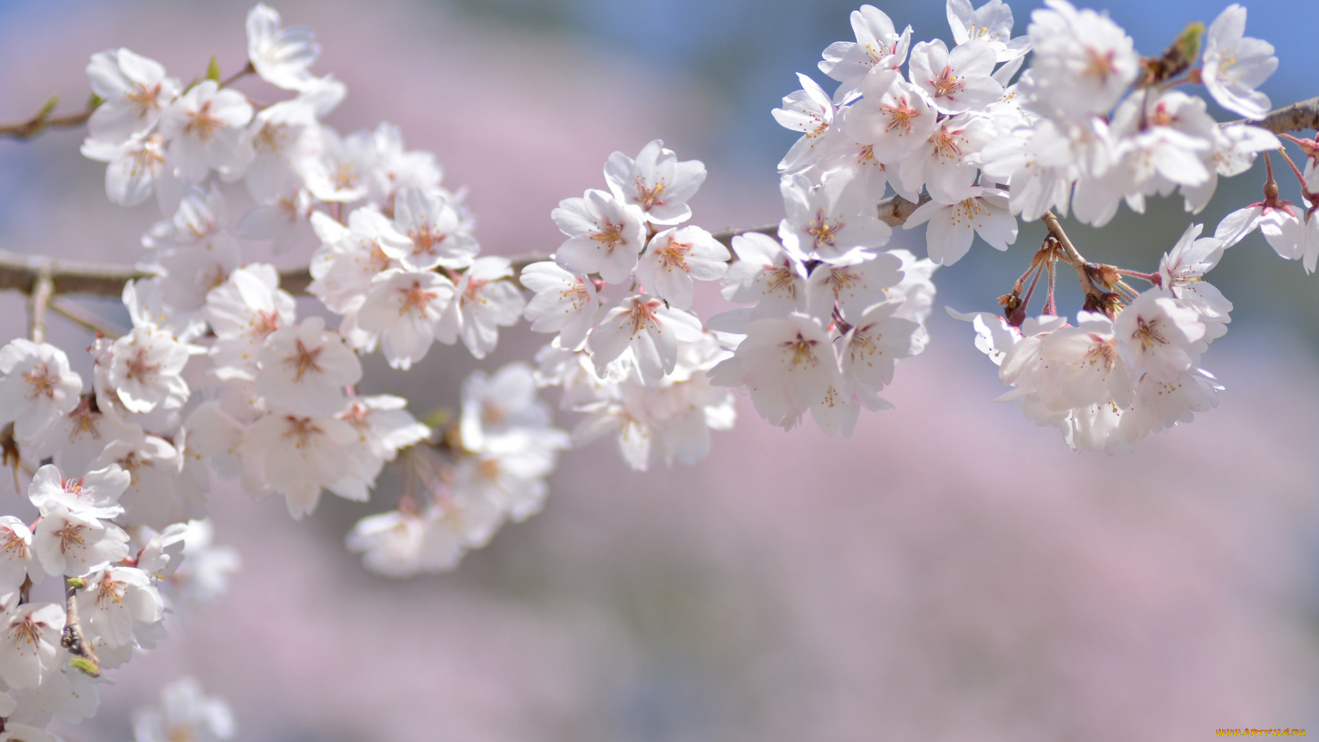 цветы, сакура, , вишня, макро, ветка, весна, нежность