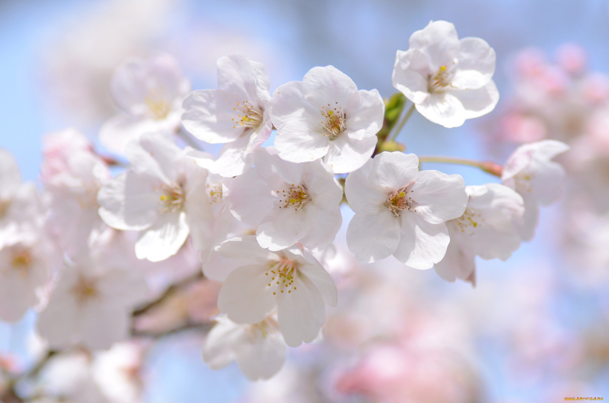цветы, сакура, , вишня, макро, нежность, ветка, весна