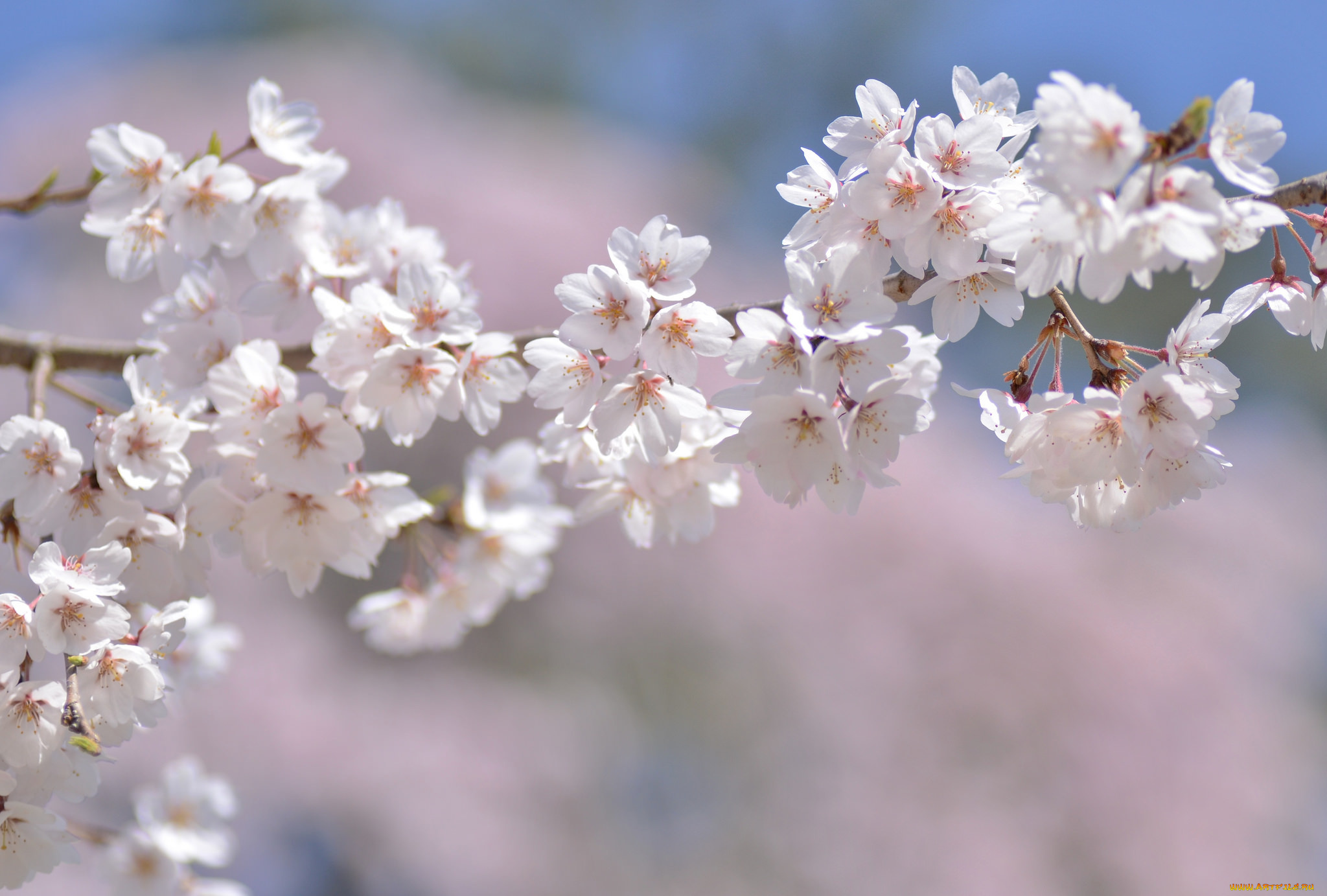 цветы, сакура, , вишня, макро, ветка, весна, нежность