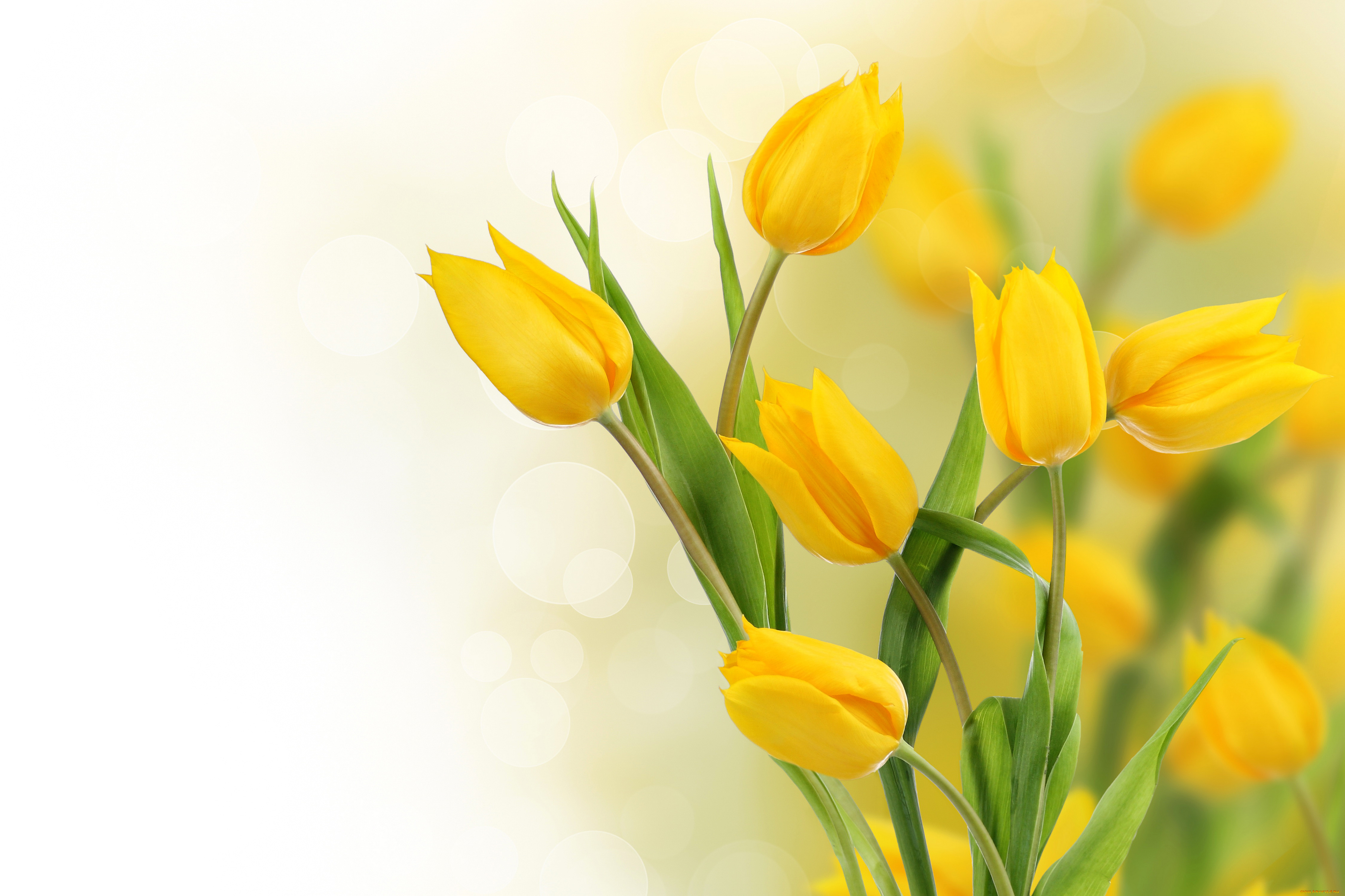 цветы, тюльпаны, желтый, фото
