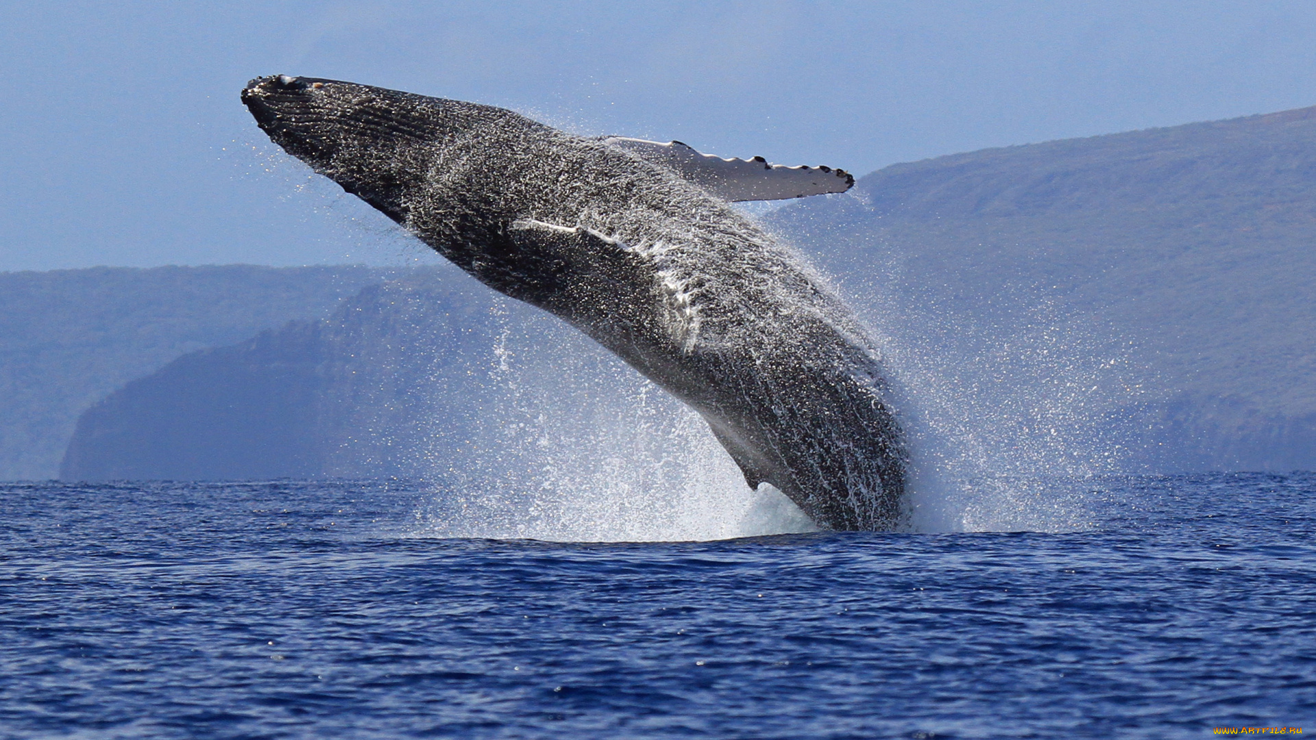 животные, киты, , кашалоты, прыжок, океан, море, морские, млекопитающее, кит