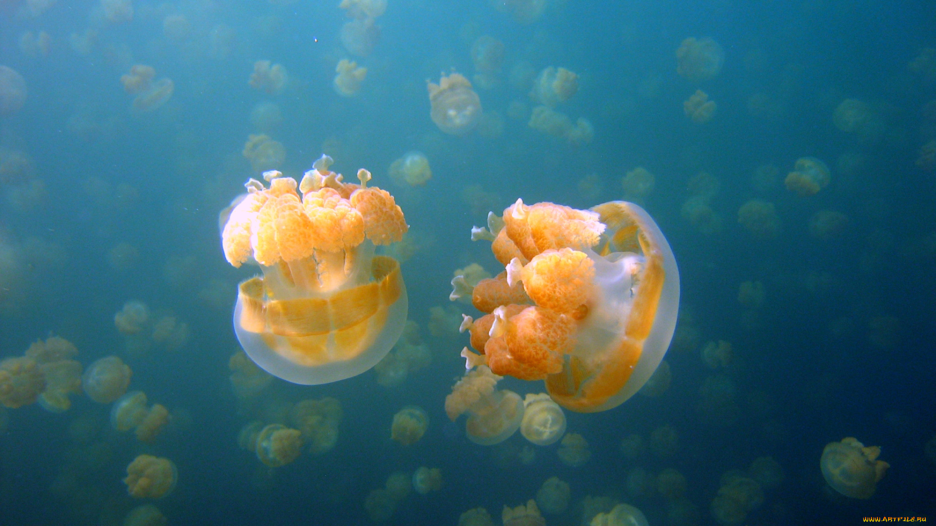 животные, медузы, море, медуза, подводный, мир, океан