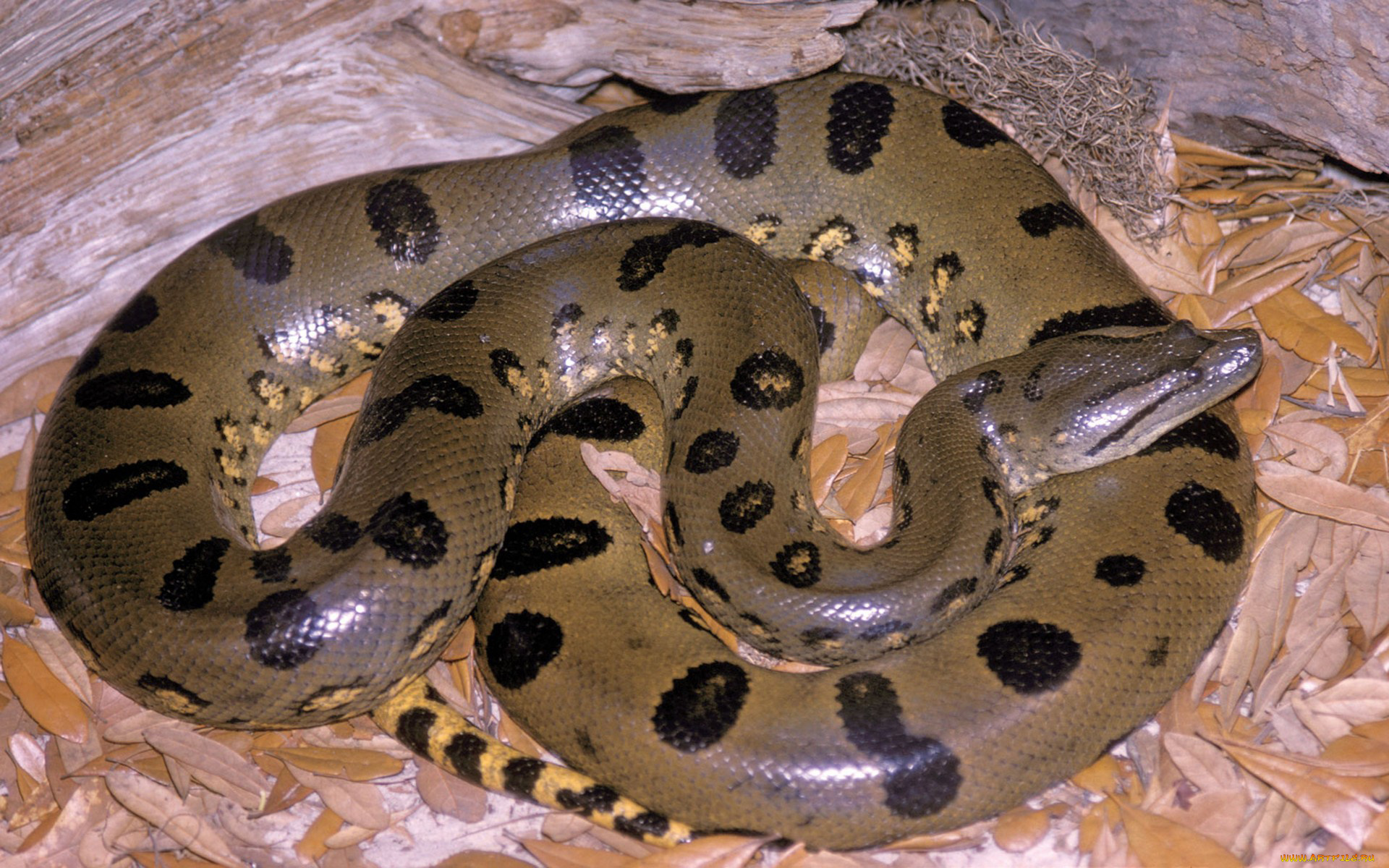 Большой змей. Анаконда змея. Анаконда eunectes murinus. Зеленая Анаконда (eunectes murinus). Водяной удав Анаконда.