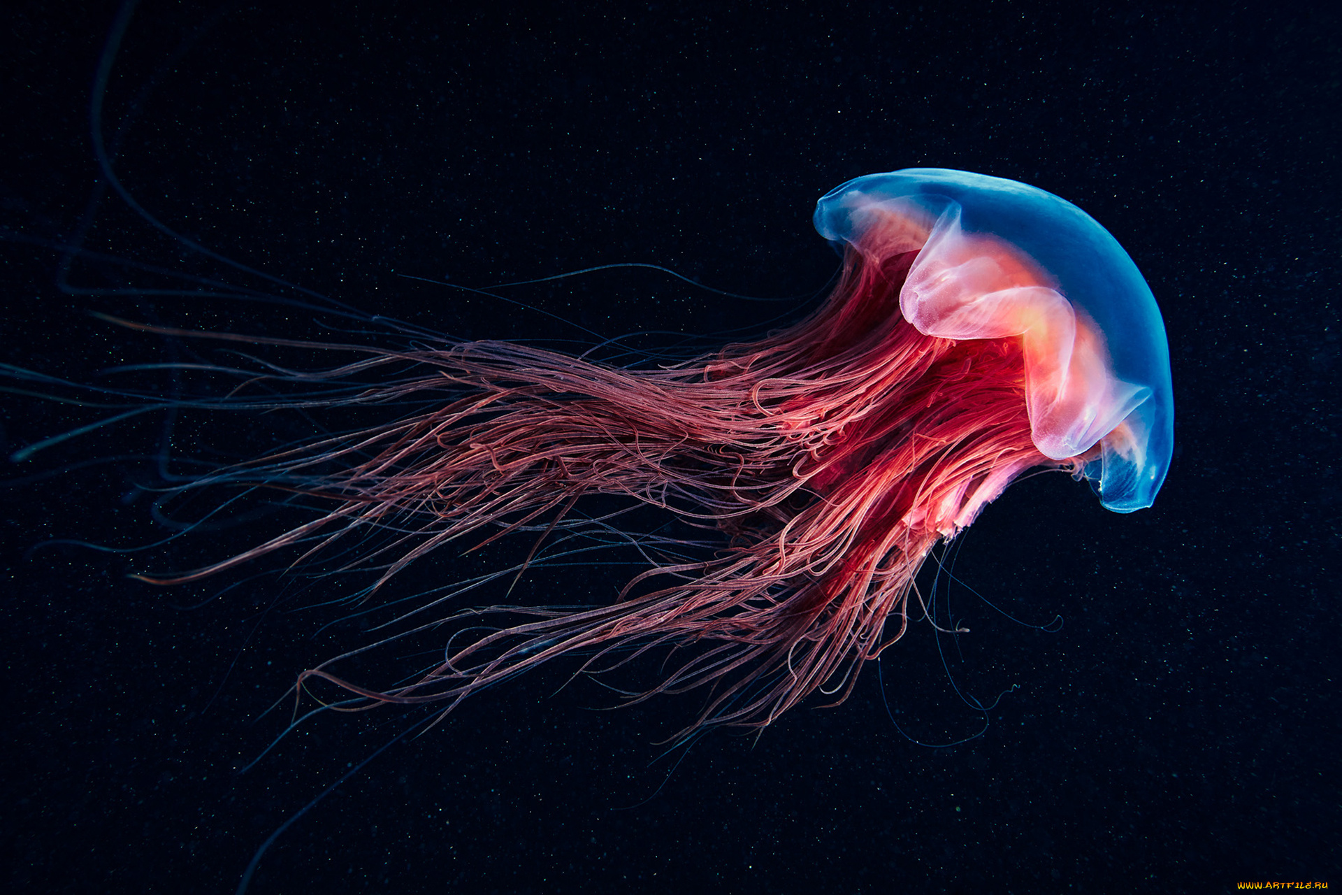 животные, медузы, океан, море, медуза, подводный, мир
