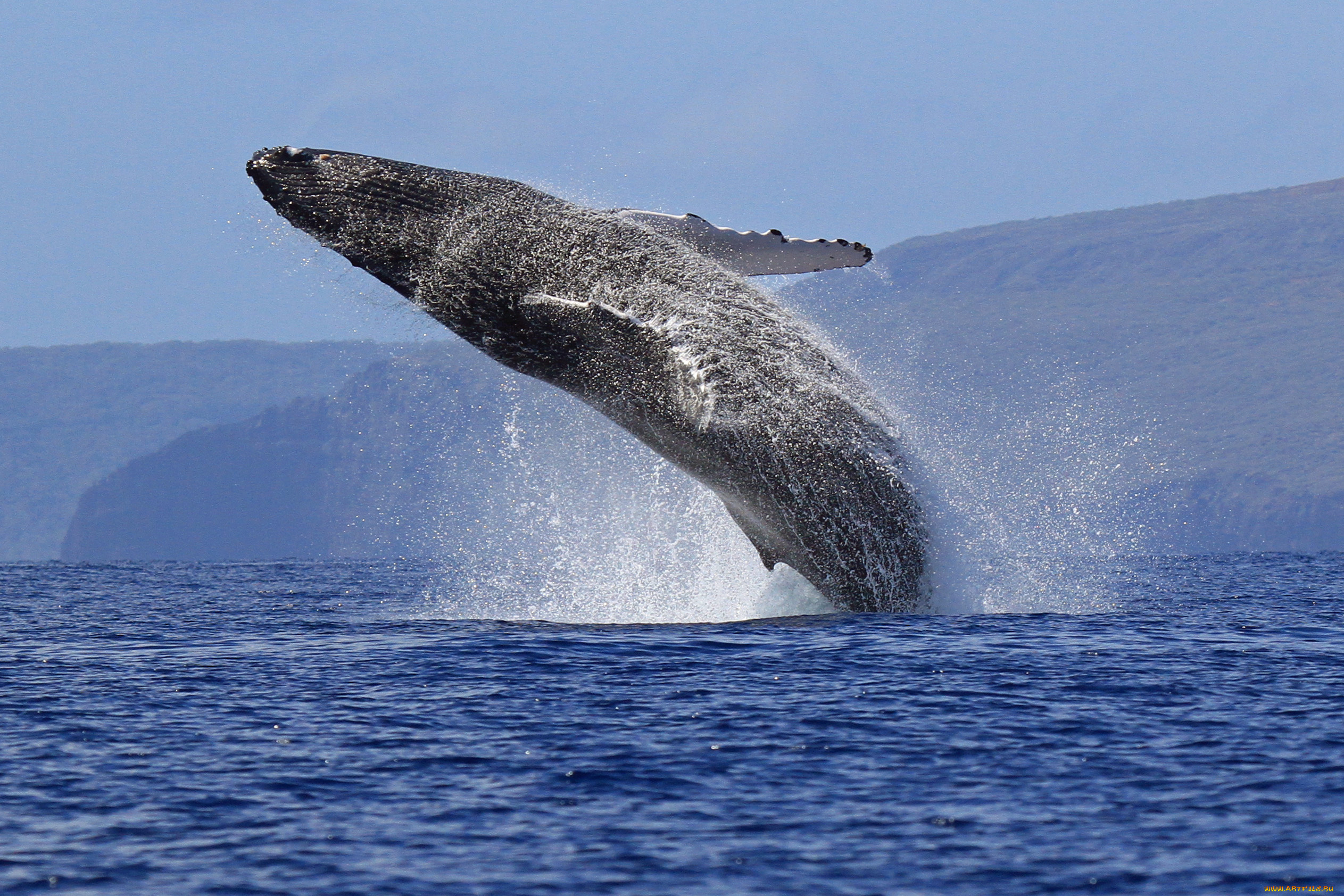 Крупнейших млекопитающих на земле. Синий кит (голубой кит). Синий кит блювал. Блювал (голубой или синий кит). Синий кит самое большое животное в мире.