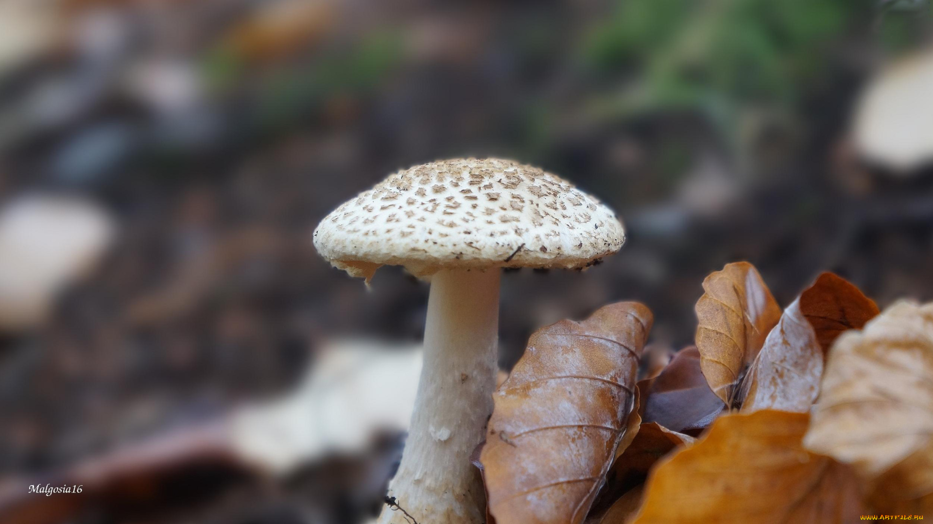 природа, грибы, листья, грибок