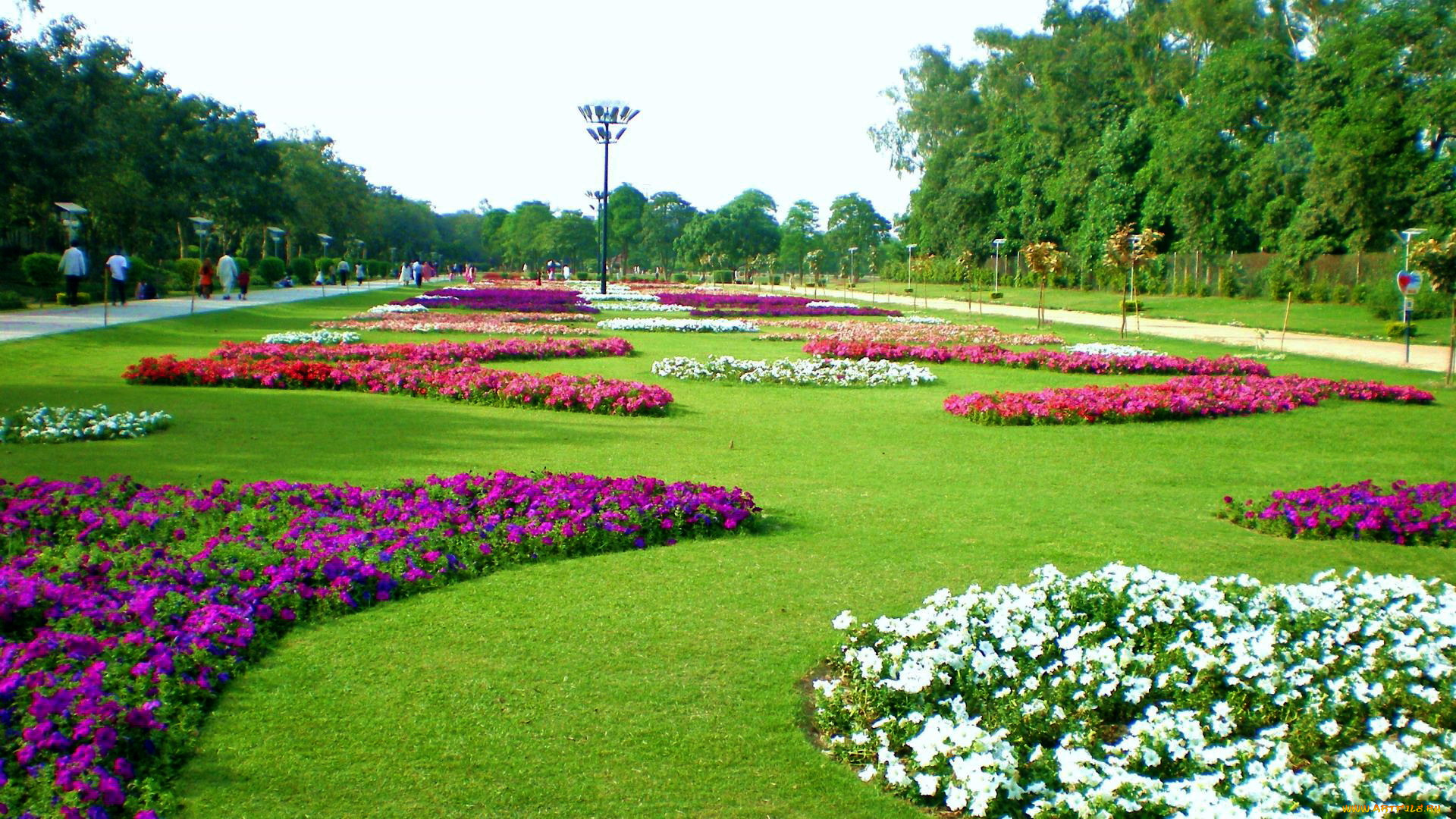 природа, парк, клумбы, цветы