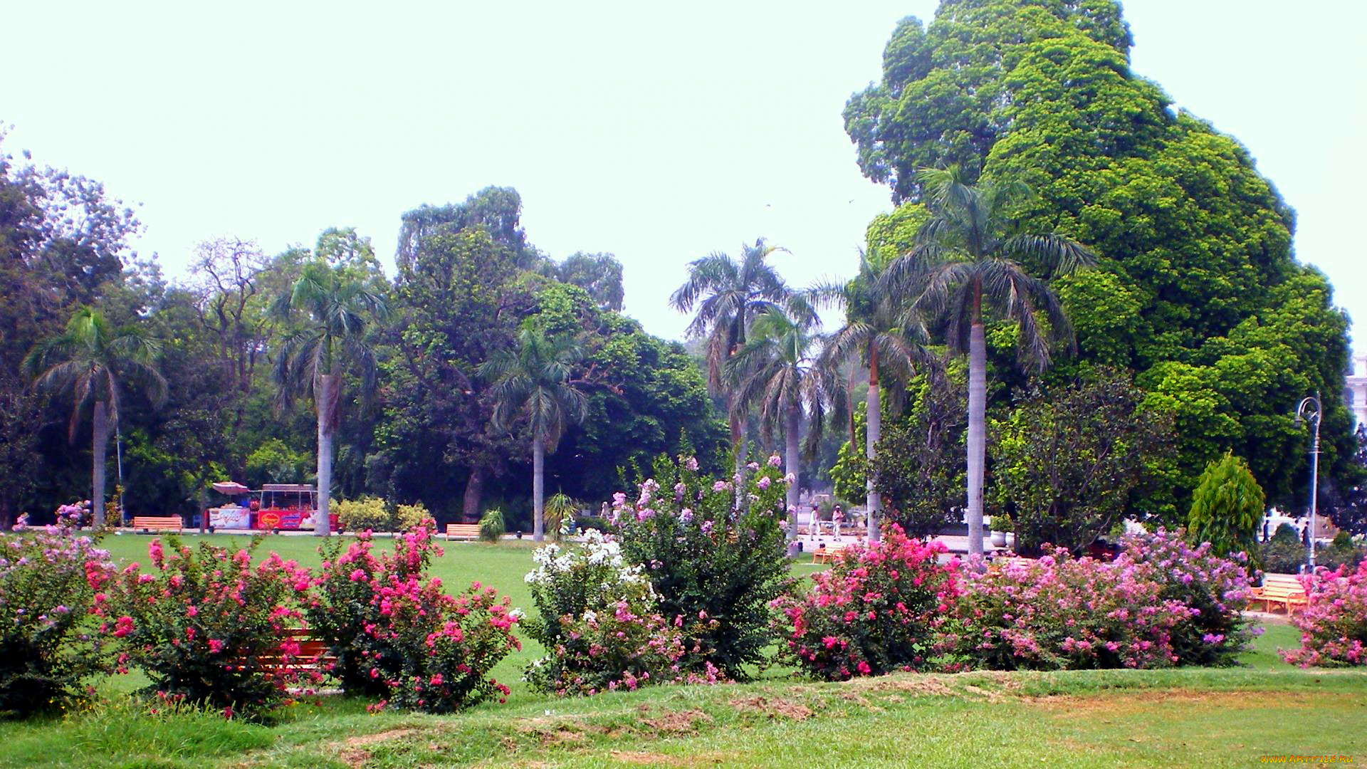 природа, парк, пальмы