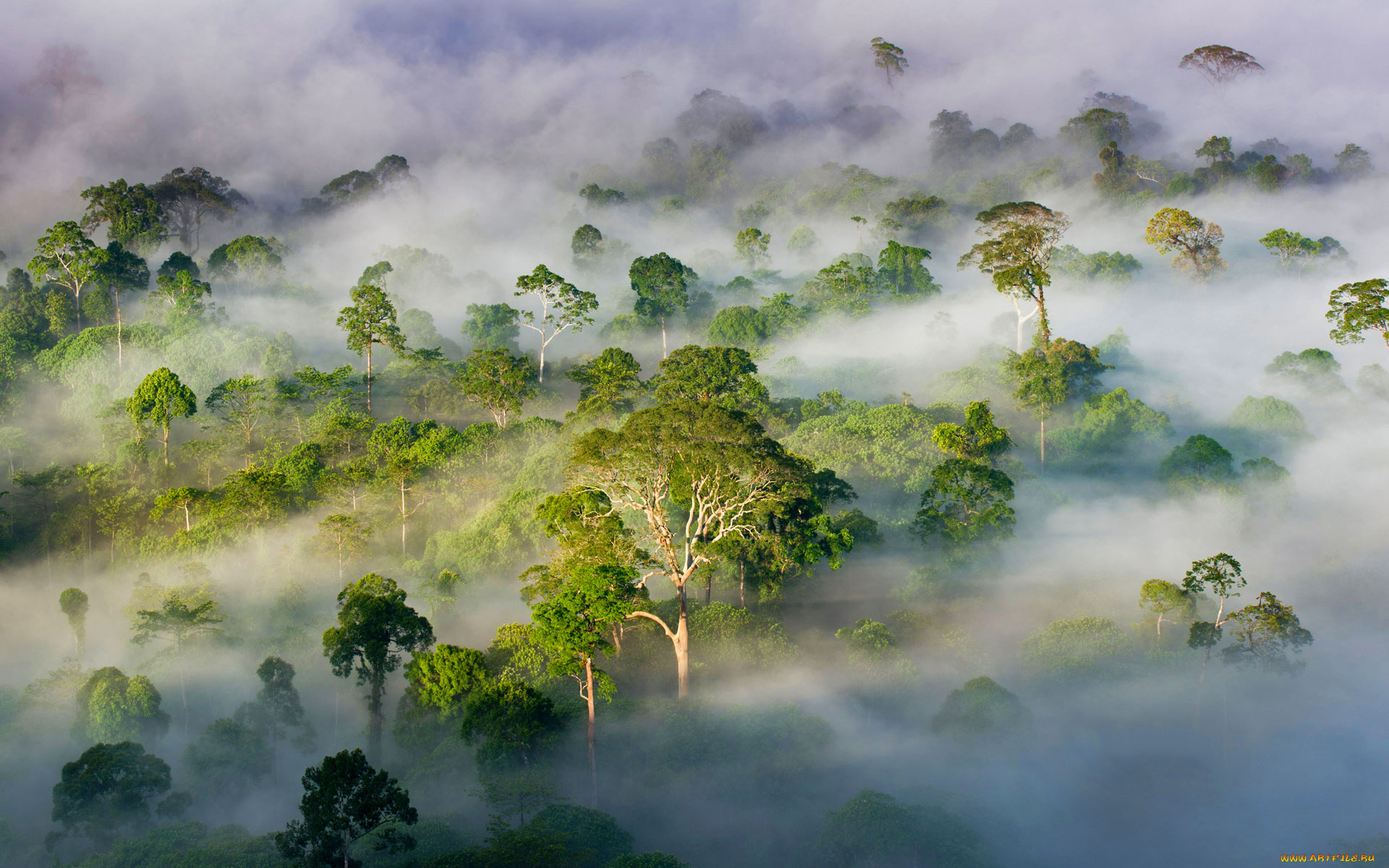 природа, лес, деревья, малайзия, штат, сабах, туман