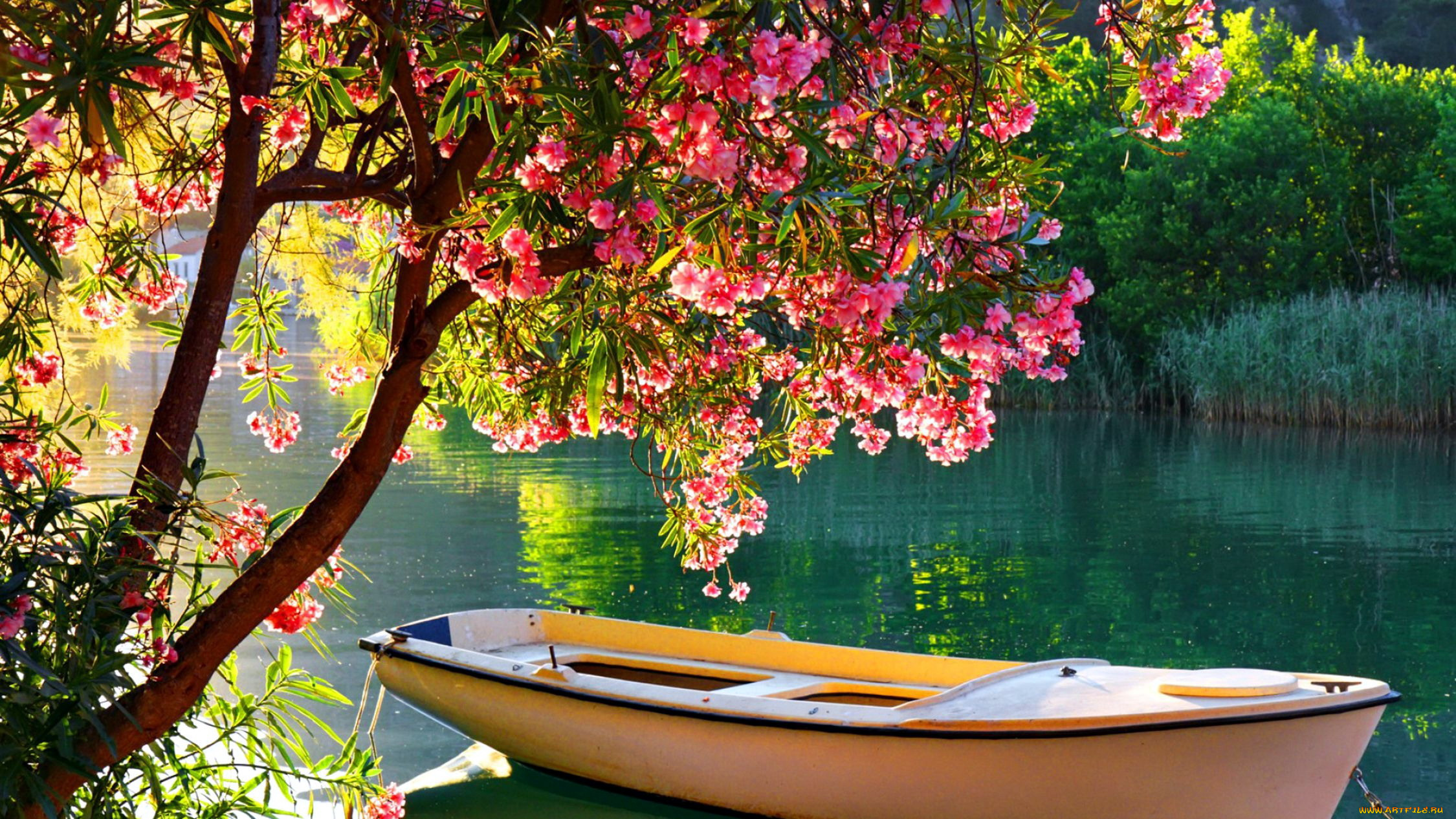 корабли, лодки, , шлюпки, река, лодка, цветущее, дерево