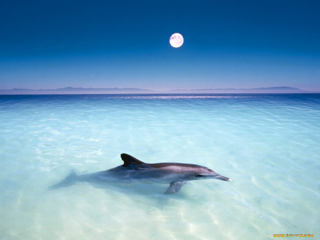 один, животные, дельфины