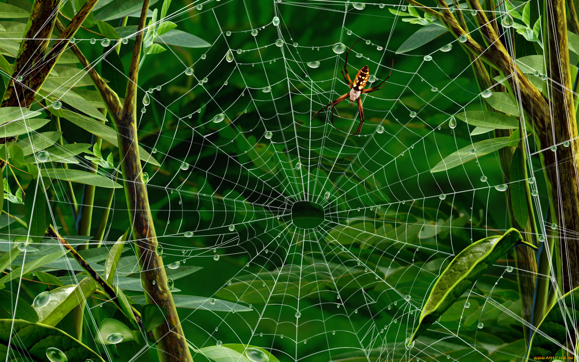 природа насекомые животные паук паутина загрузить
