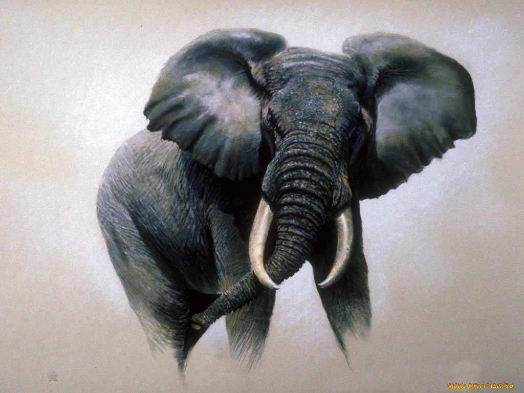 рисованные, животные, слоны