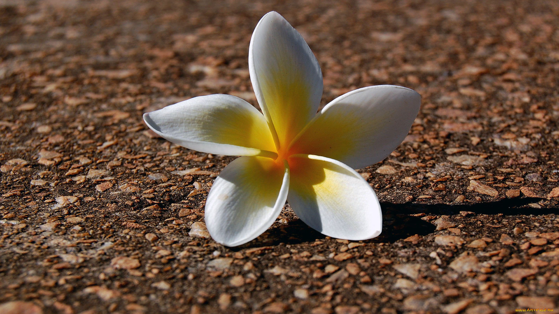 Бело-желтые лепестки цветка бесплатно
