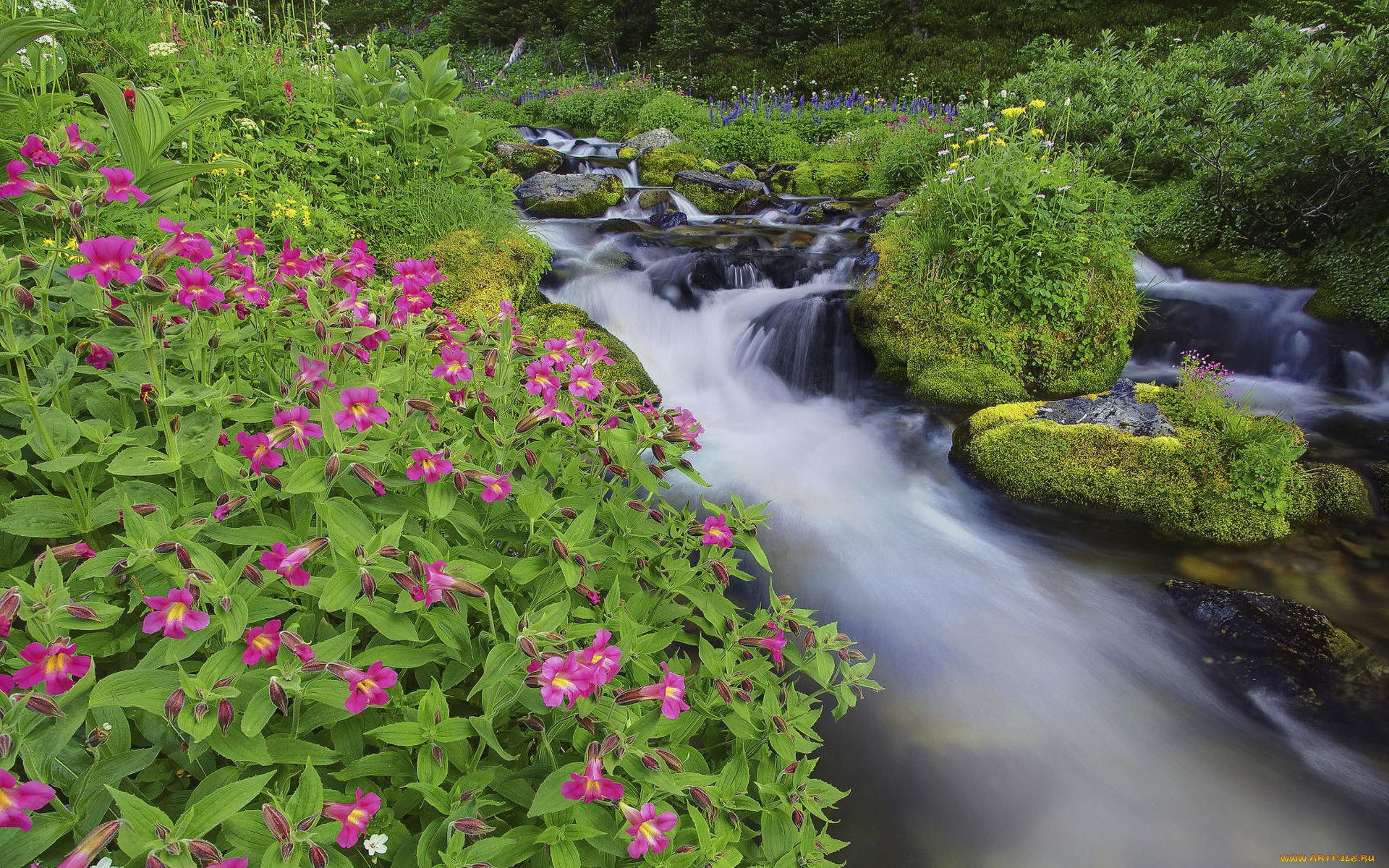 Речка растение. Цветы у реки. Природа река цветы. Ручей в цветах. Цветы у ручья.