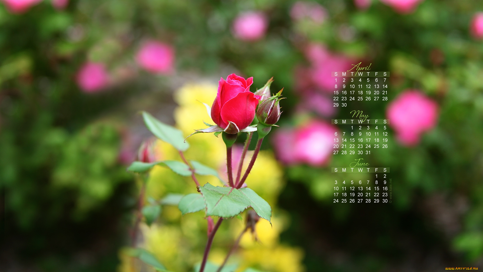 календари, цветы, роза, бутон