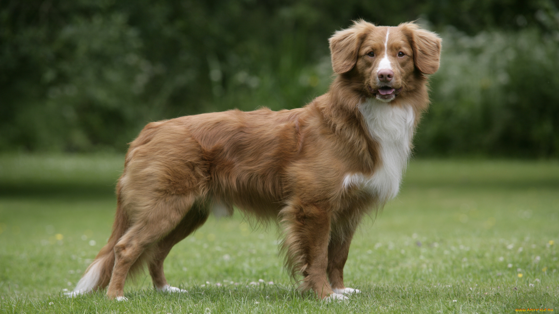 новошотландский, утиный, ретривер, животные, собаки, dog