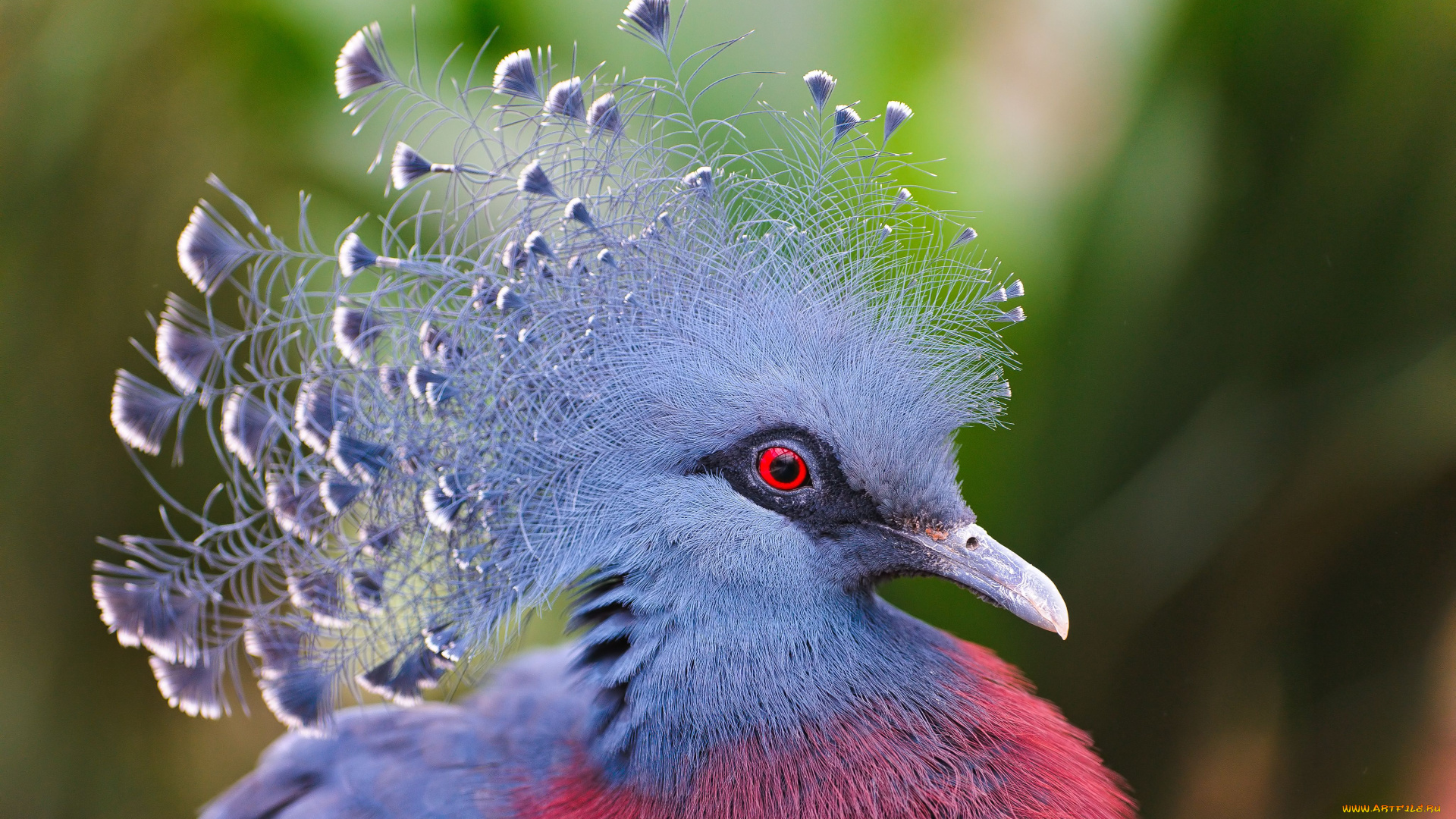 victoria, crowned, pigeon, животные, голуби, венценосный, голубь