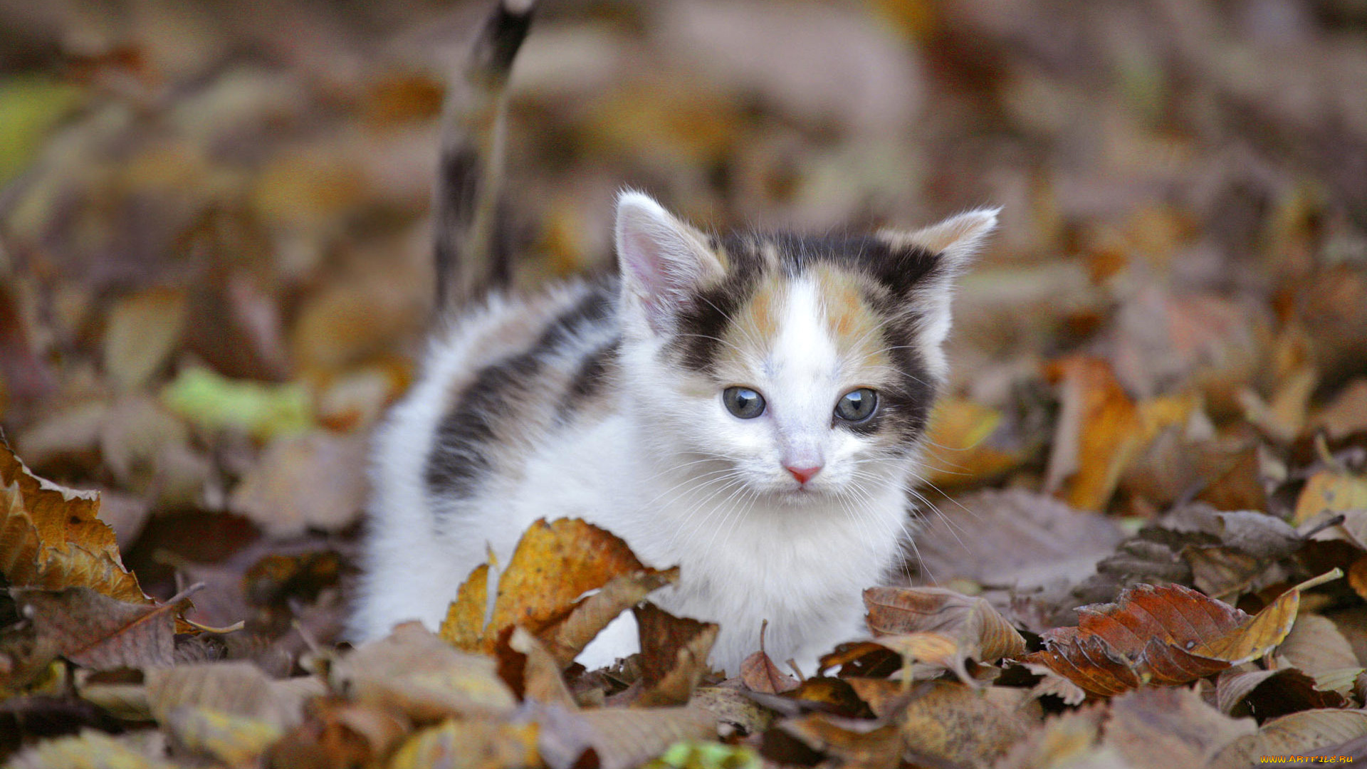 животные, коты, листья, кошка, осень