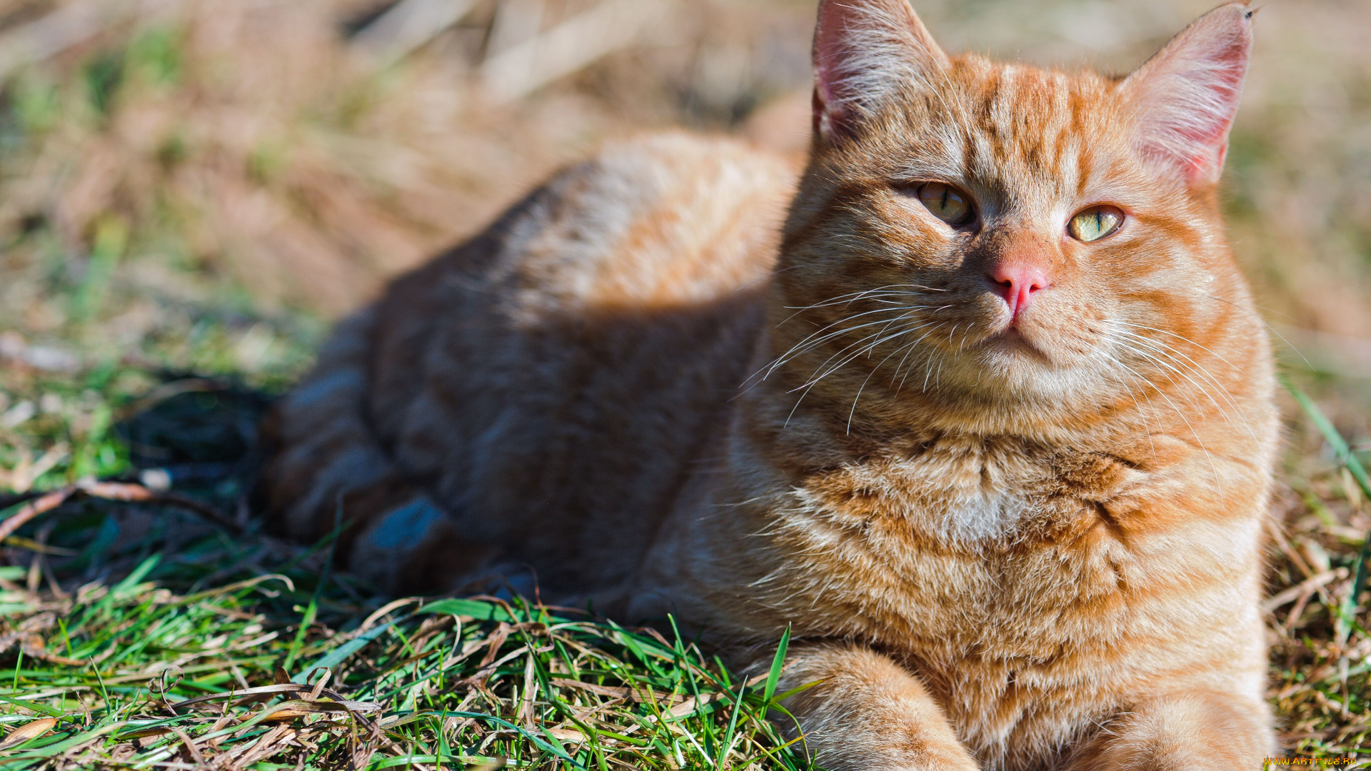 животные, коты, рыжий, кот, табби