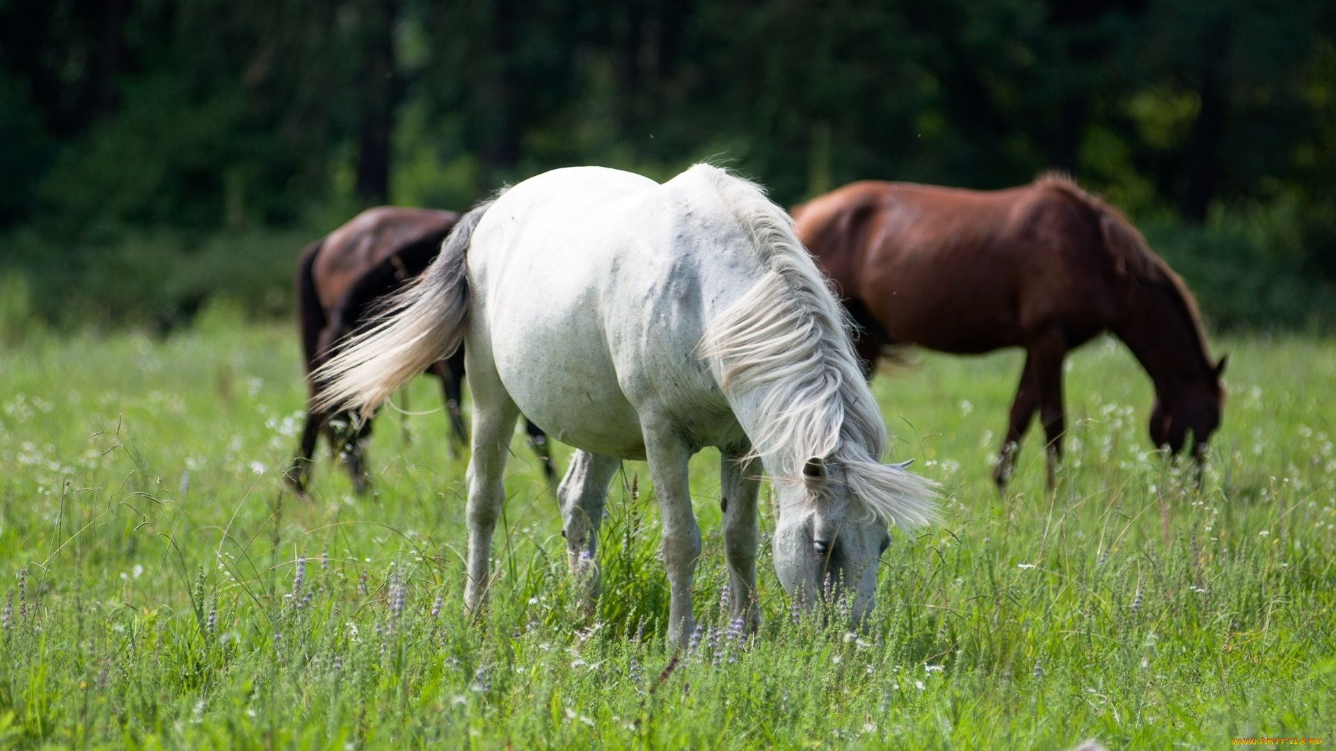 животные, лошади, поле, трава