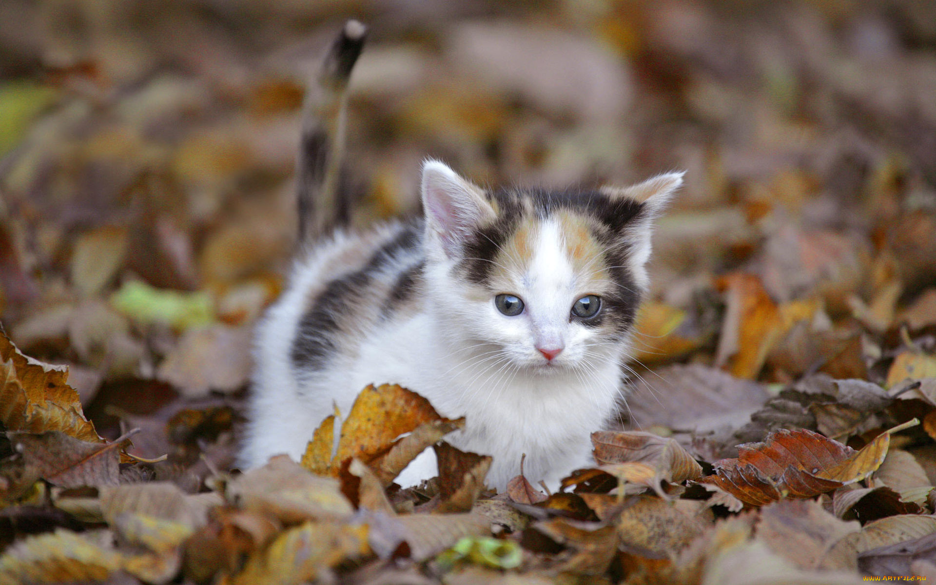 животные, коты, листья, кошка, осень