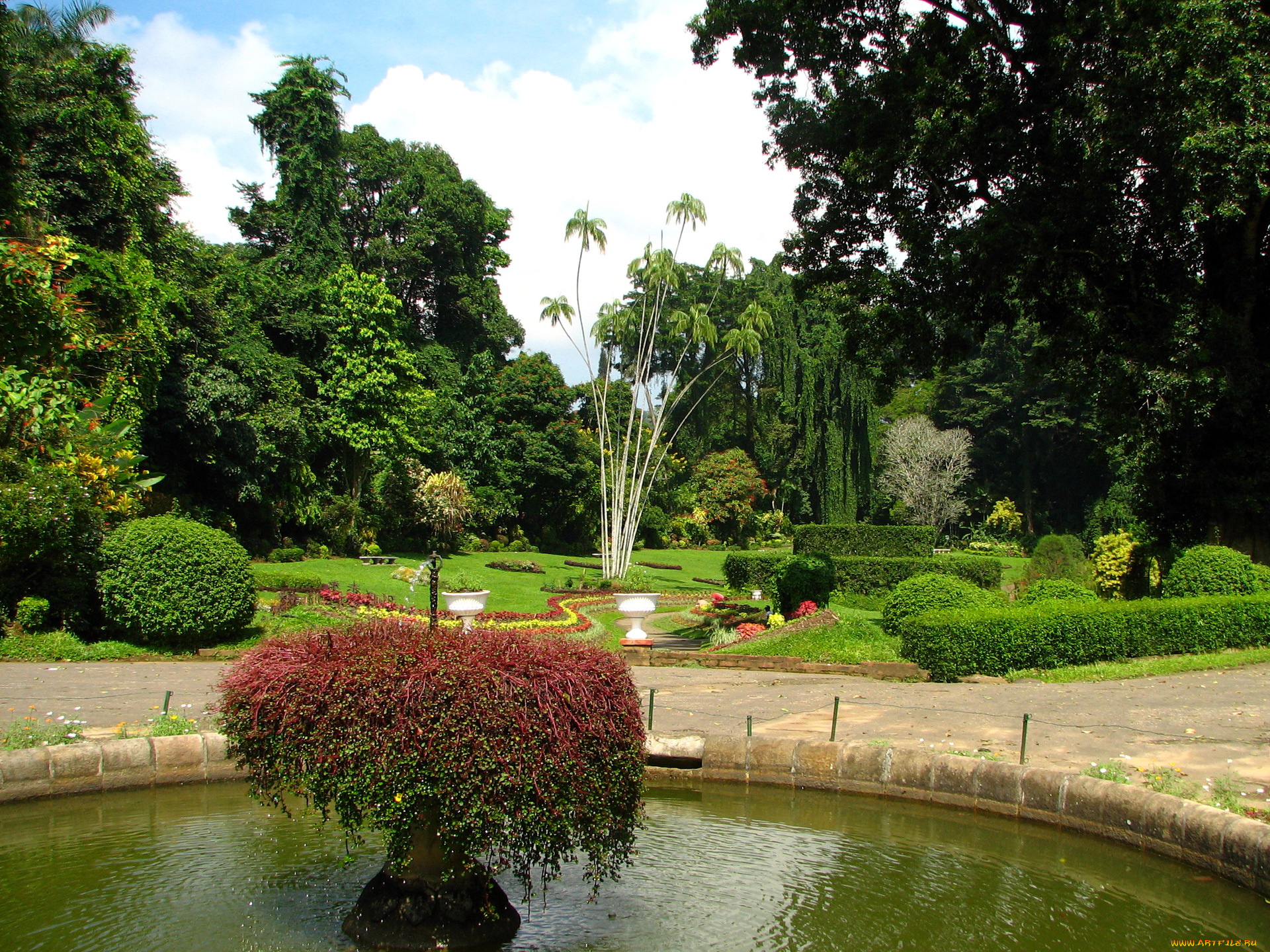 природа, парк, kandy, botanical, garden, sri, lanka