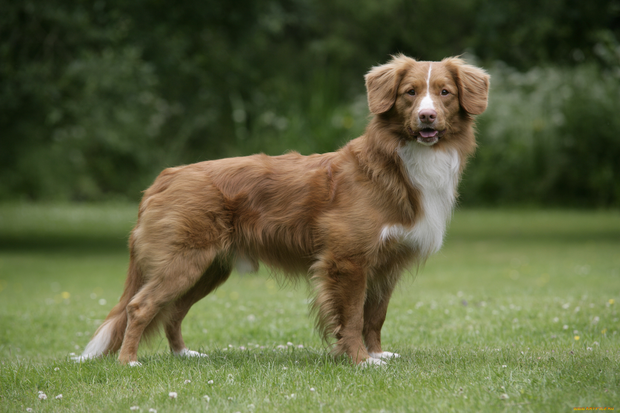 новошотландский, утиный, ретривер, животные, собаки, dog