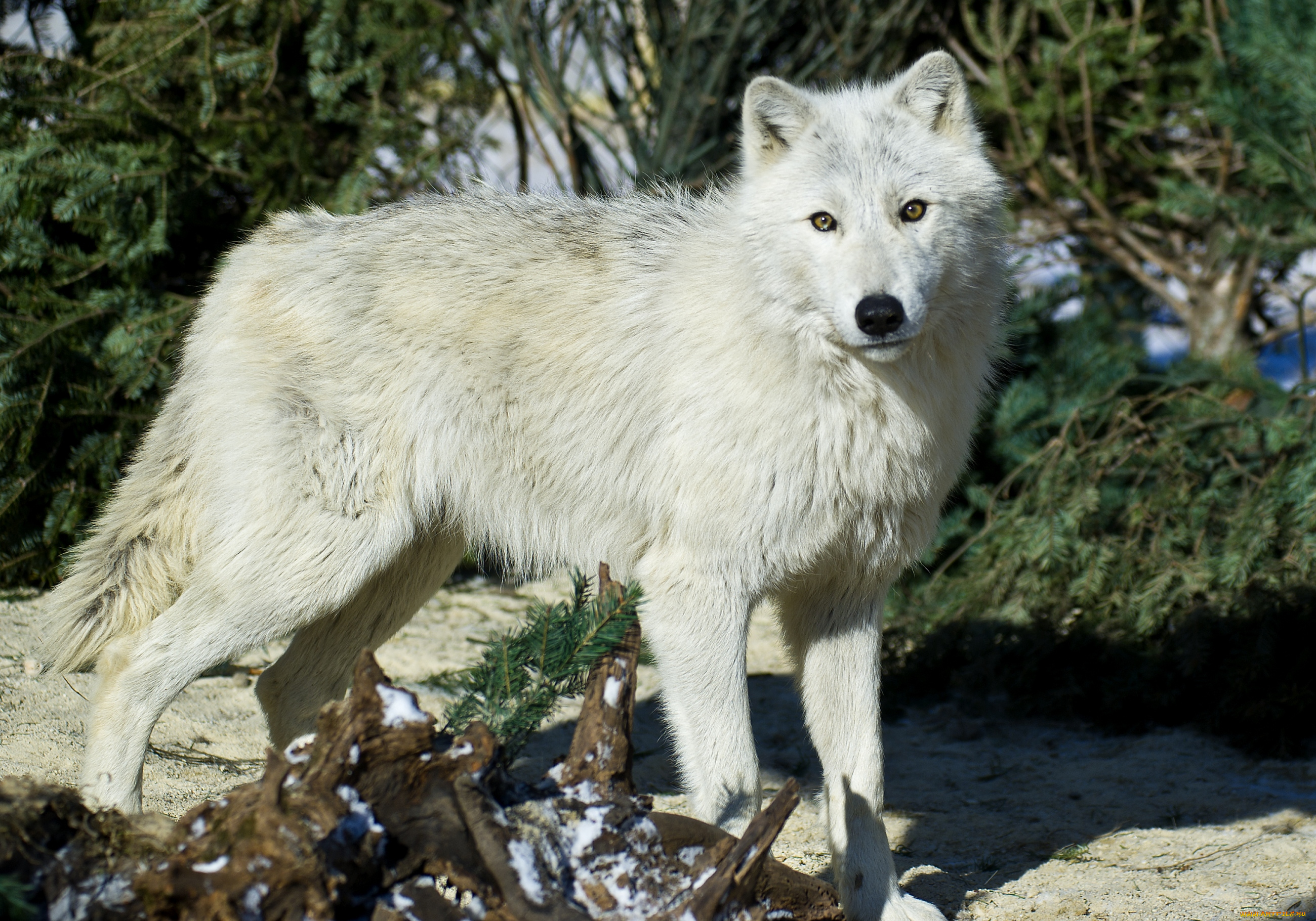 Тайцы волк. Белый волк Смоленск. Горный волк белый. Белый Шакал. Тамбовский волк.