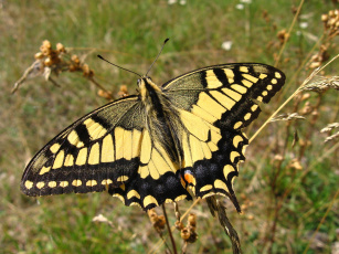 Желто-черная бабочка скачать