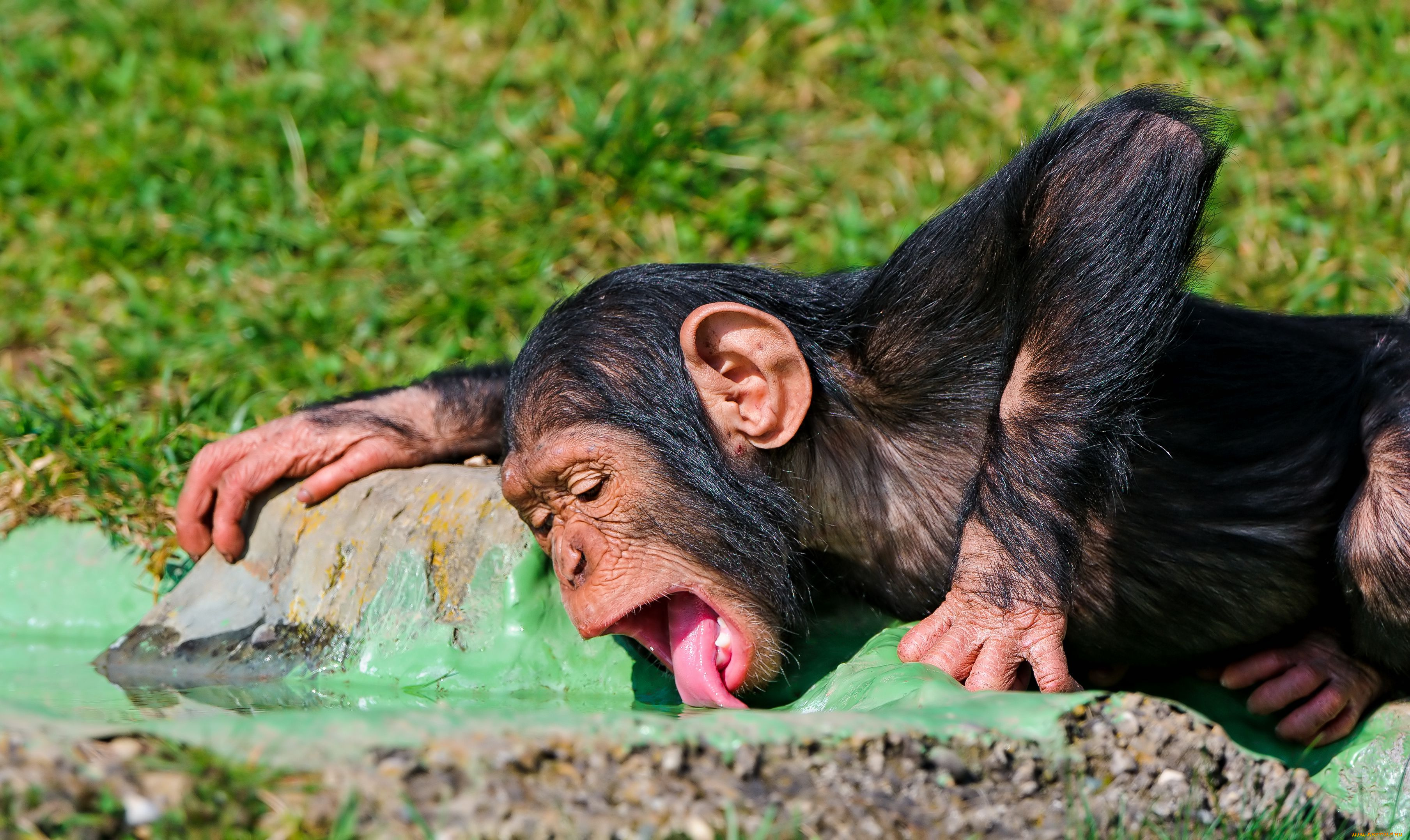 животные, обезьяны, шимпанзе, жажда